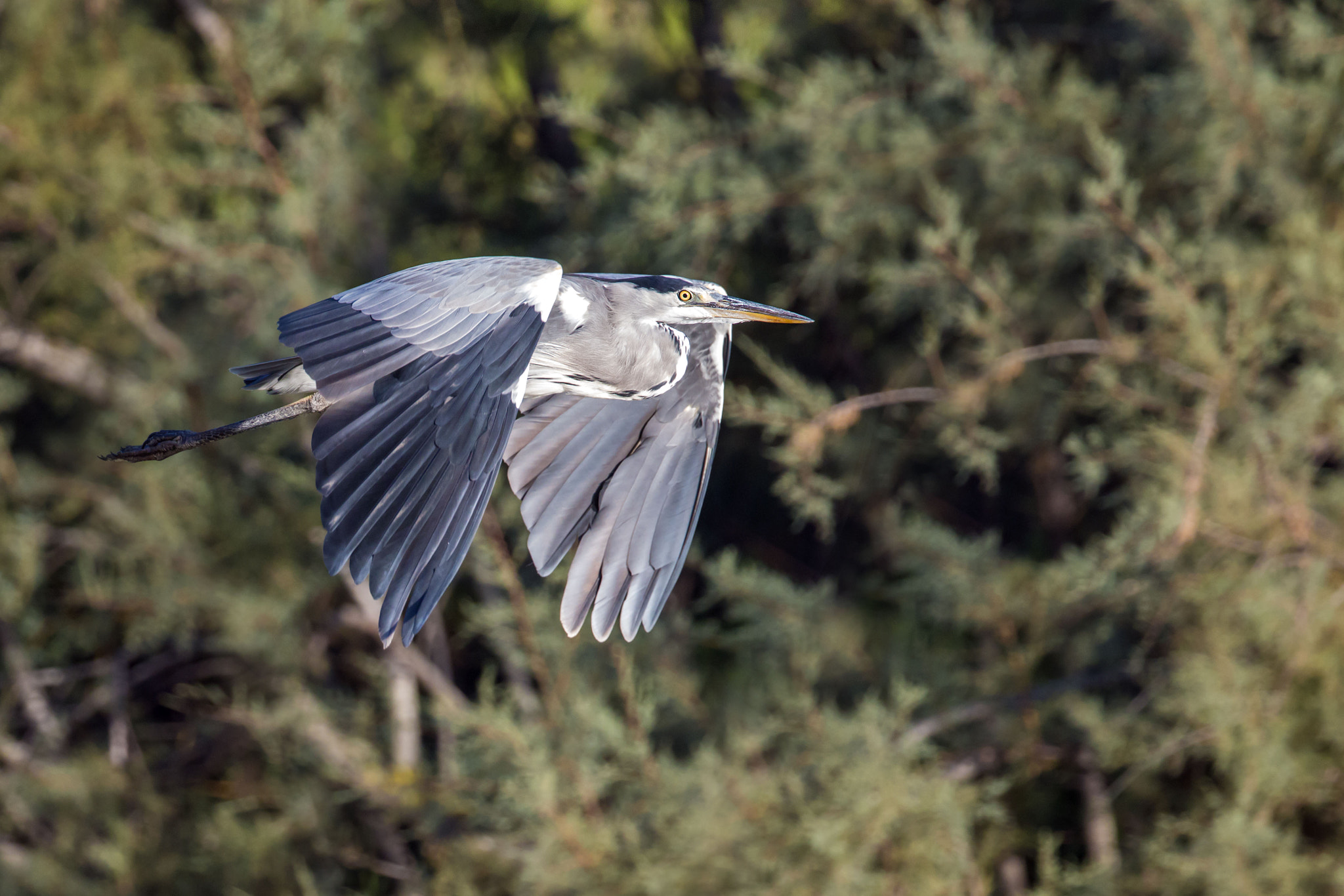 Canon EOS 70D sample photo. Grey heron photography