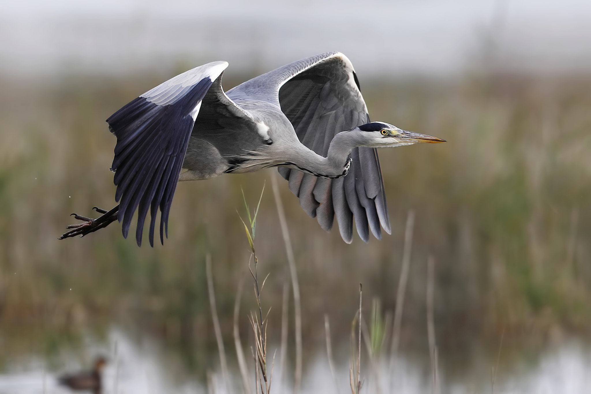 Canon EF 300mm F2.8L IS II USM sample photo. Grey heron photography