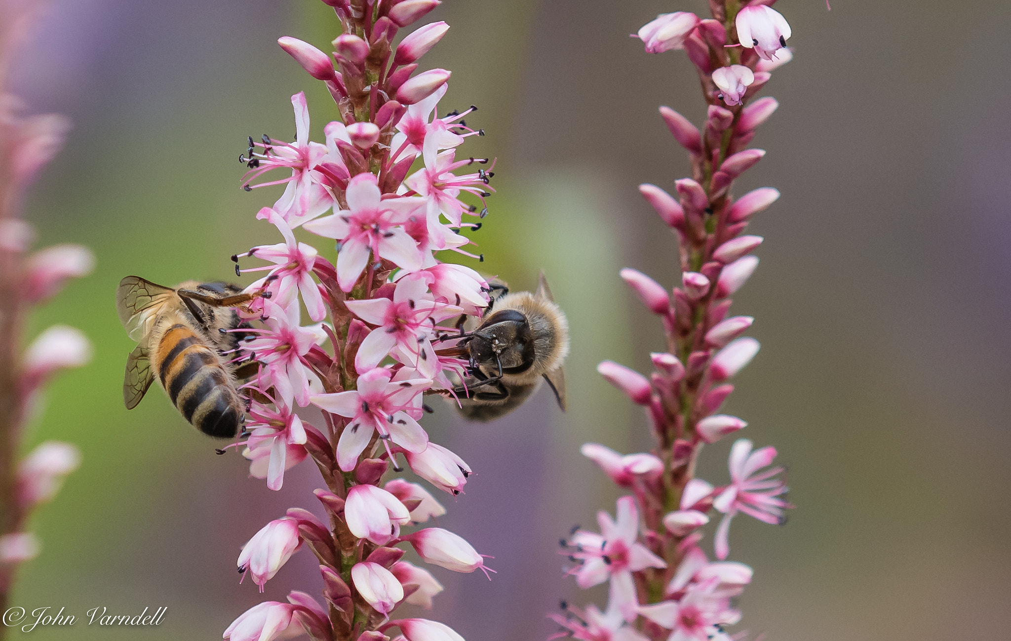 Nikon D810 sample photo. Honey bees busy at work..... photography