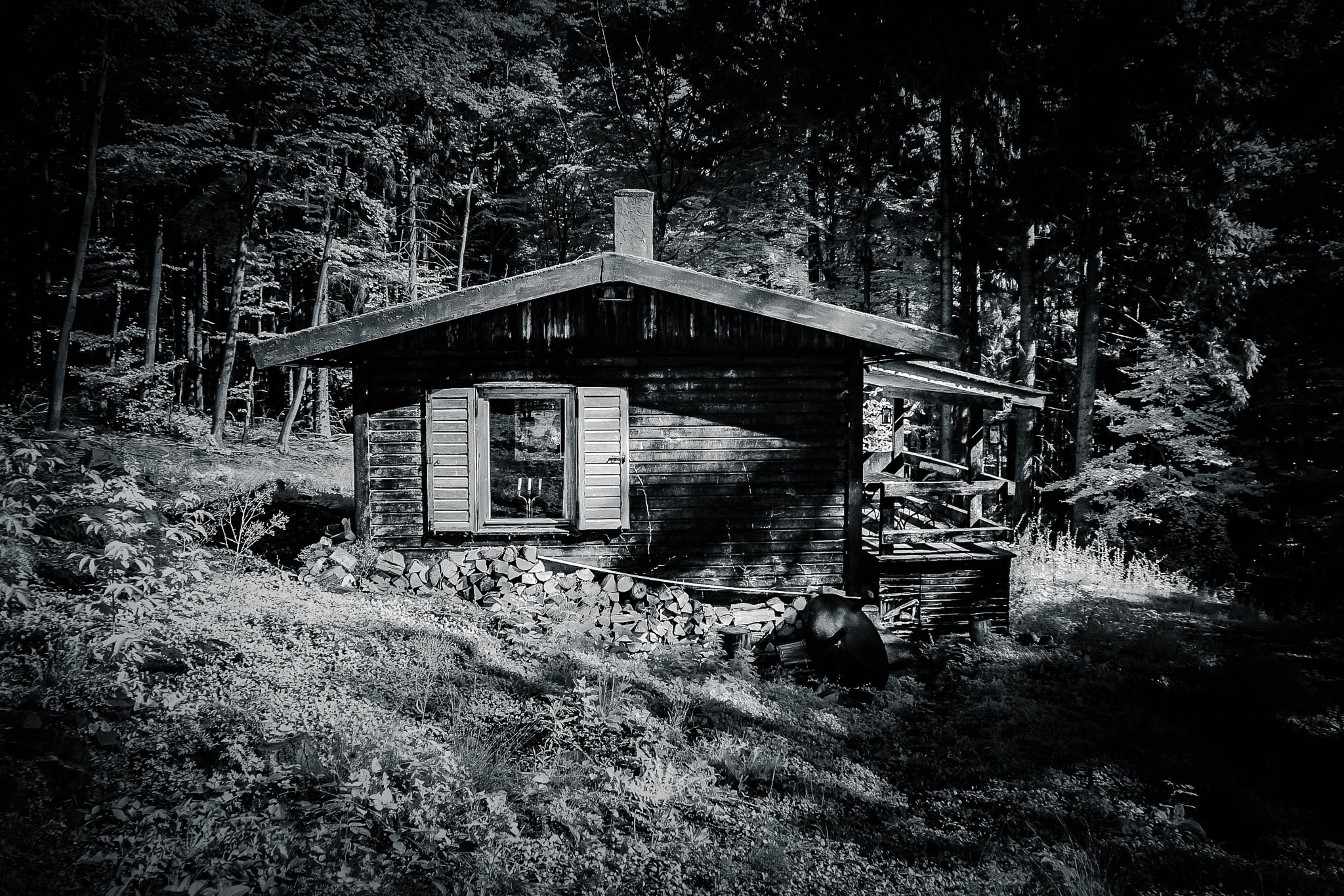 Nikon D70s sample photo. Forest of fears (4) photography