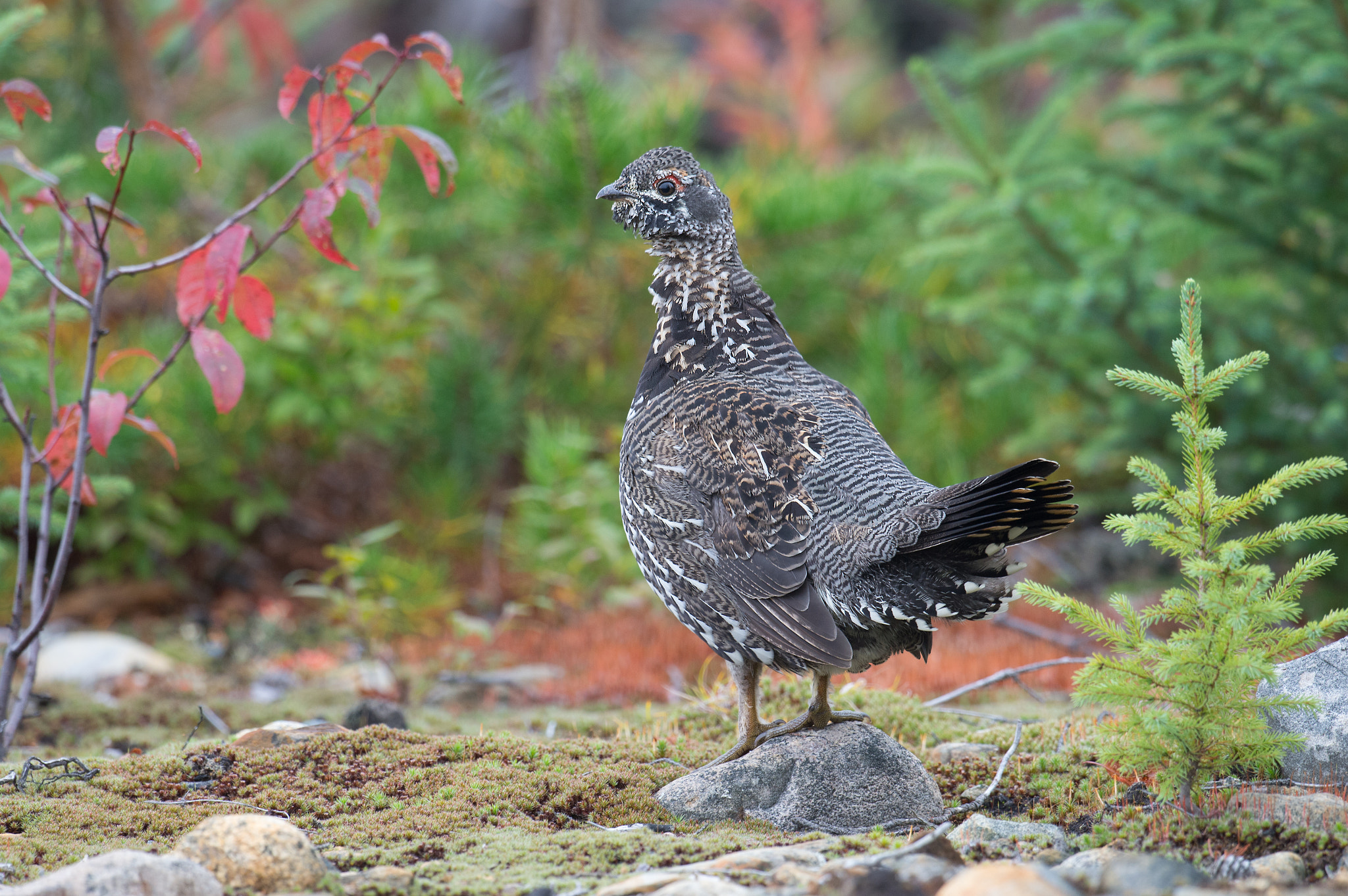 Nikon AF-S Nikkor 800mm F5.6E FL ED VR sample photo. Tetras du canada, falcipennis canadensis, spruce grouse photography