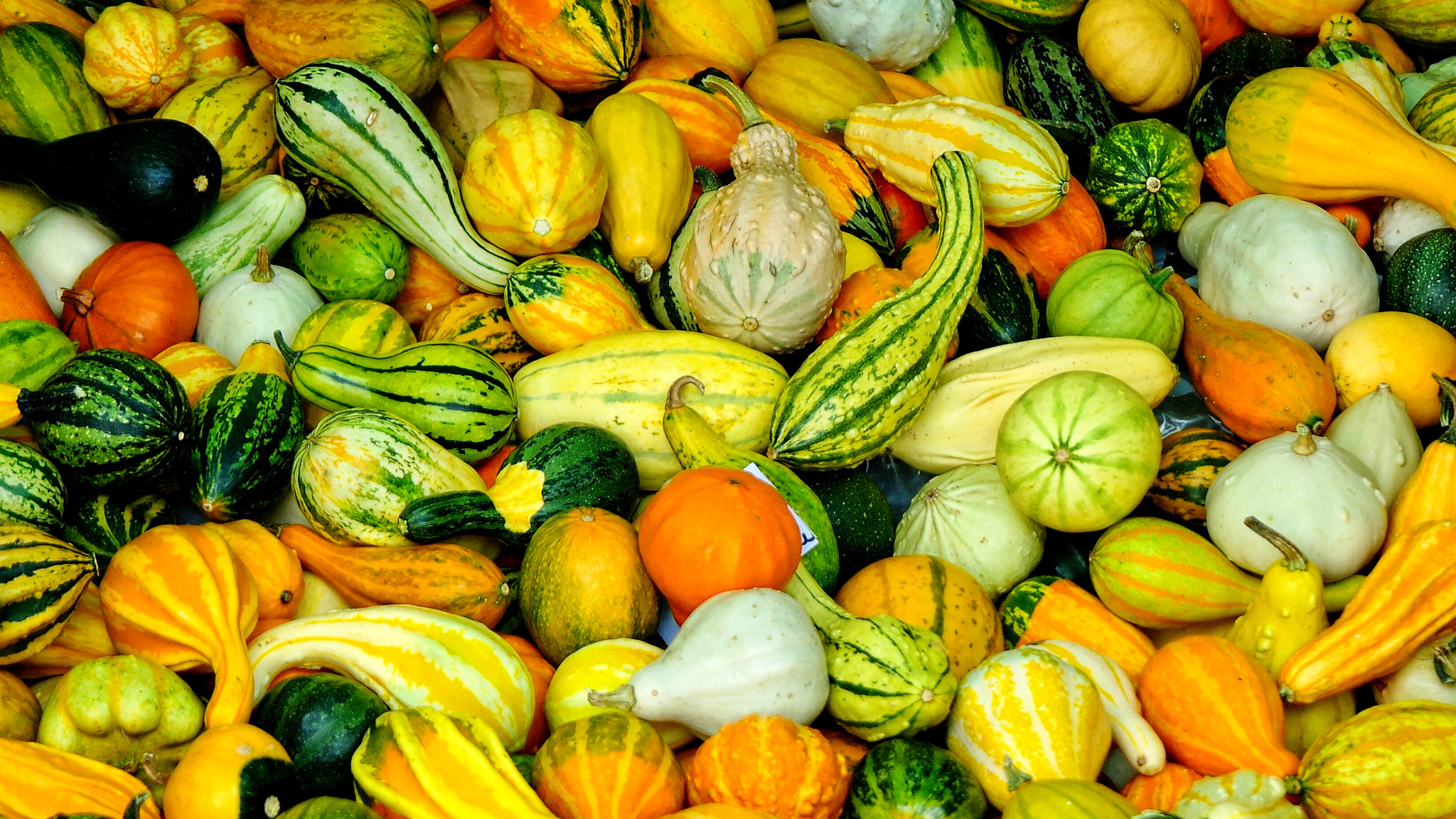 Samsung NX5 sample photo. Pumpkin desktop backround photography