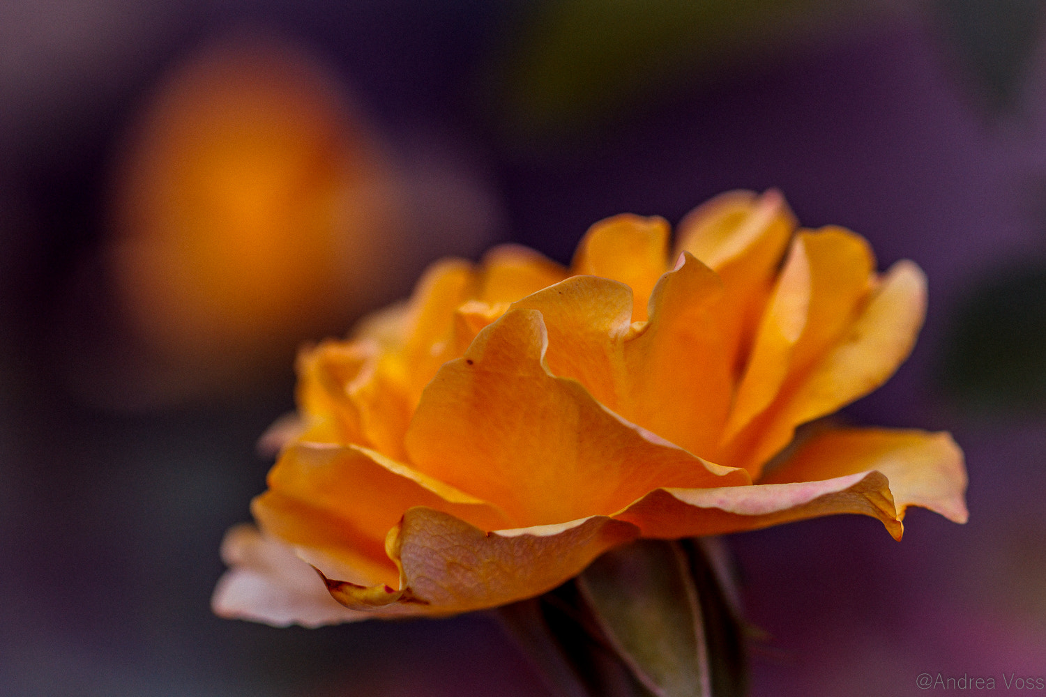 Canon EOS 60D + Canon EF 100mm F2.8L Macro IS USM sample photo. Yellow photography