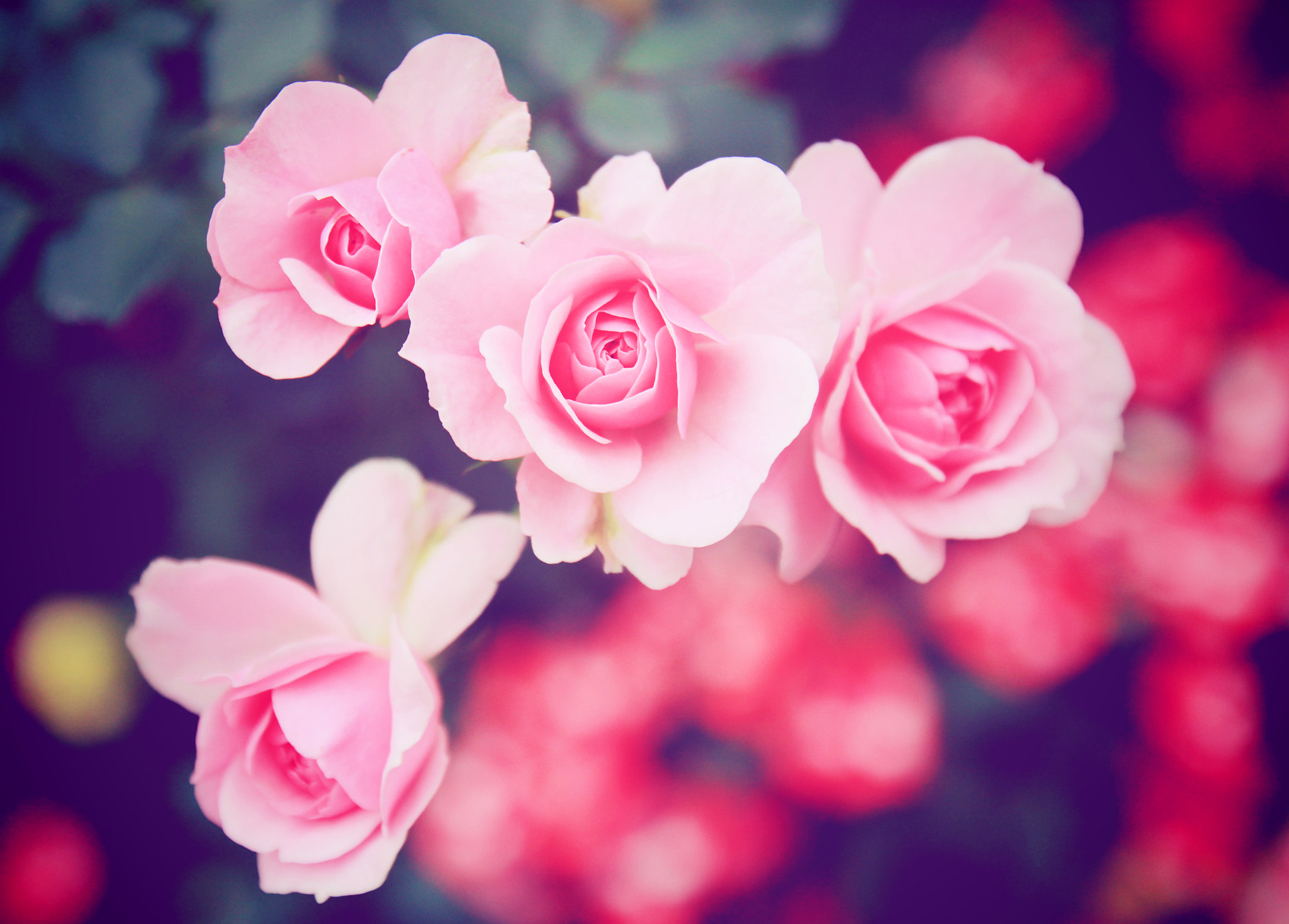 17.0 - 50.0 mm sample photo. Pink rose in garden photography