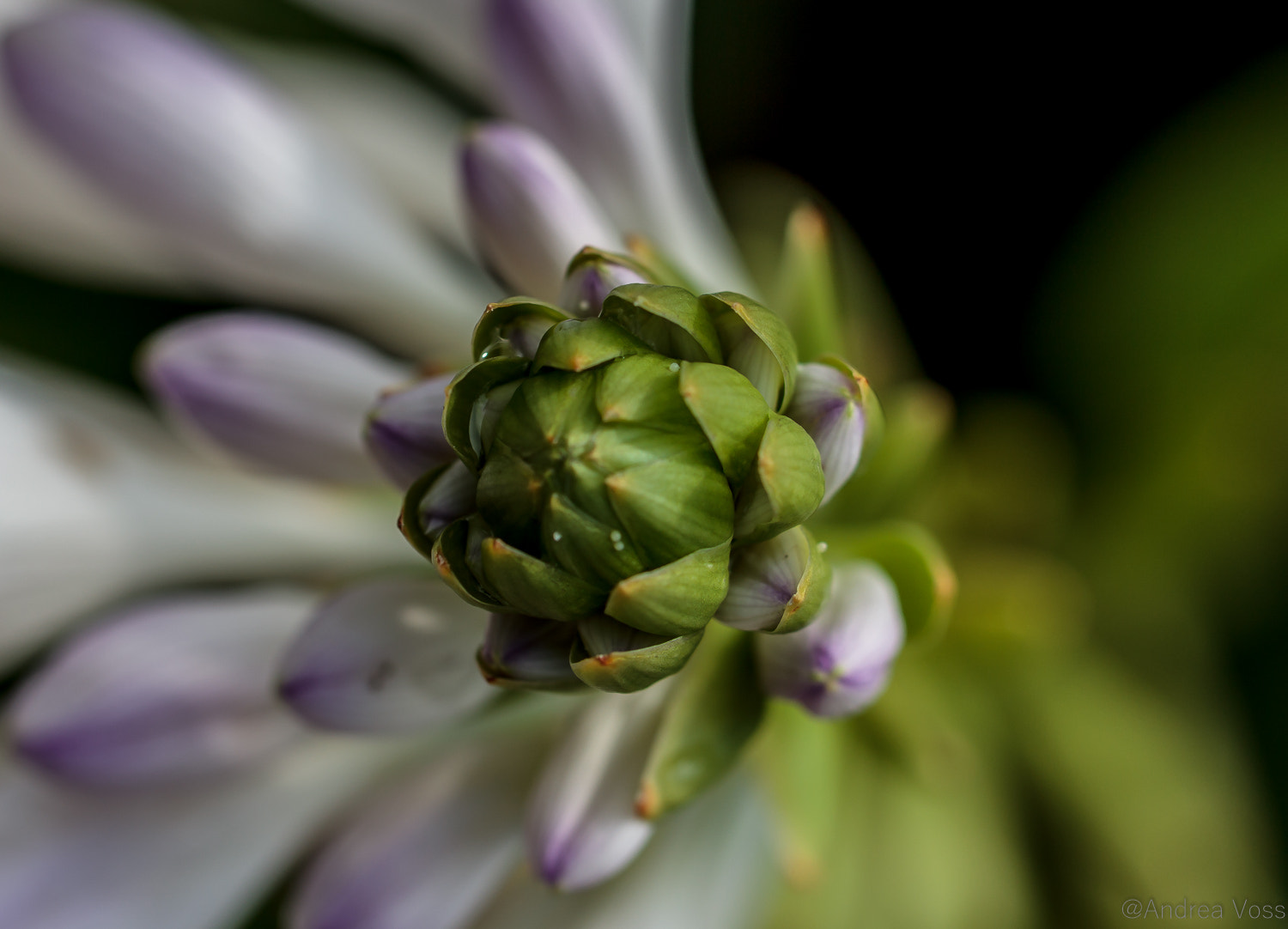 Canon EOS 60D + Canon EF 100mm F2.8L Macro IS USM sample photo. Flower photography