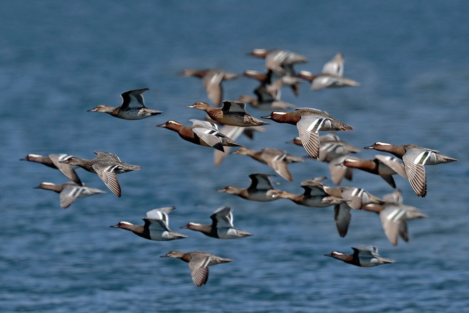 Canon EOS 7D Mark II sample photo. Garganey teals photography