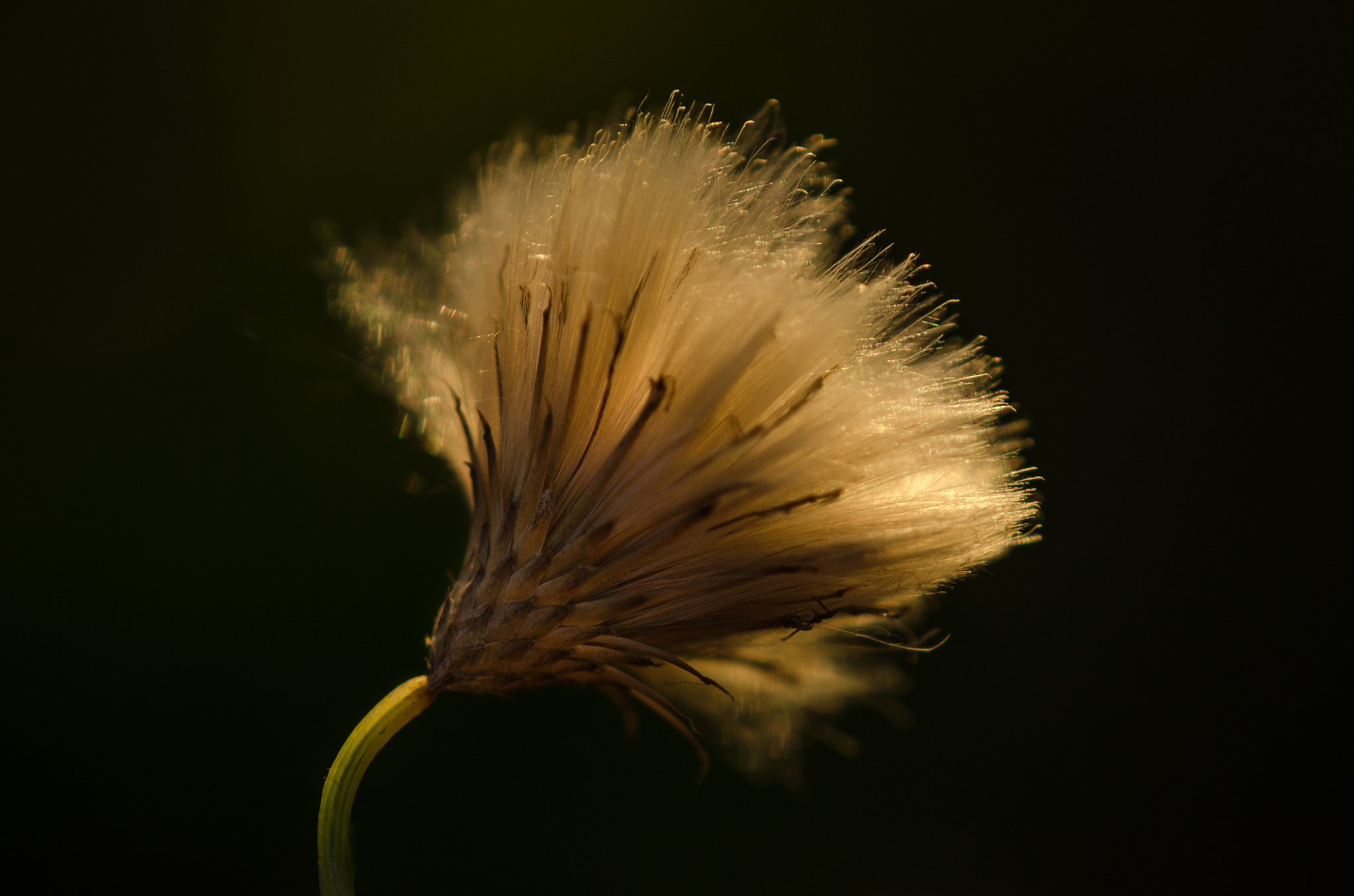 Nikon AF-S DX Micro-Nikkor 85mm F3.5G ED VR sample photo. Capturing the sun photography