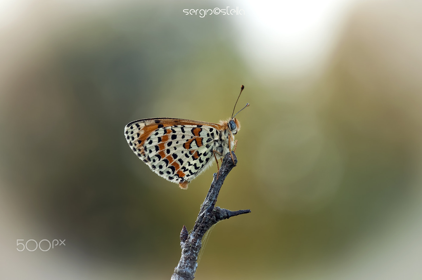 Sigma 150mm F2.8 EX DG Macro HSM sample photo. Melitaea didyma_____ photography