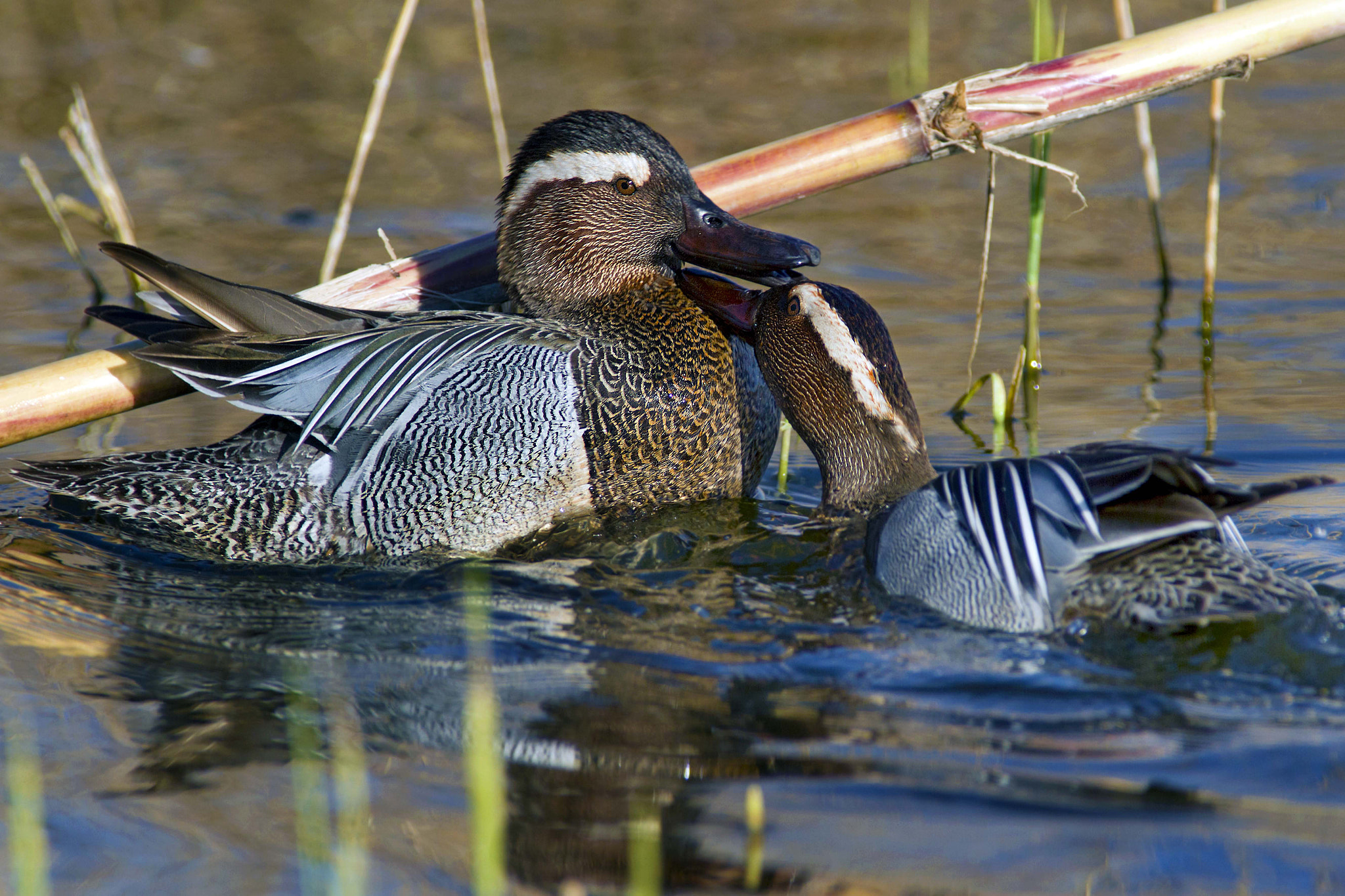 Canon EOS 7D + Canon EF 300mm f/2.8L + 1.4x sample photo. Fighting garganey teals photography