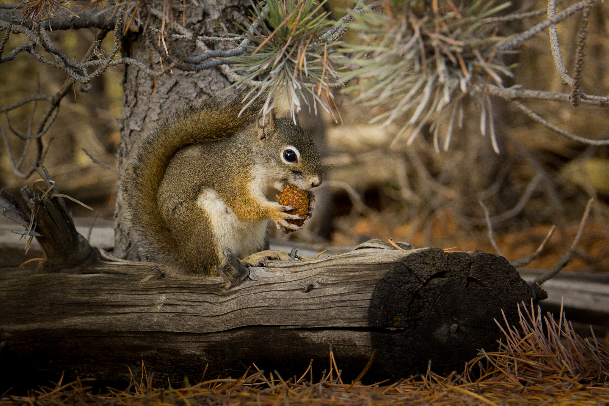 Canon EOS 550D (EOS Rebel T2i / EOS Kiss X4) sample photo. Red squirrel photography