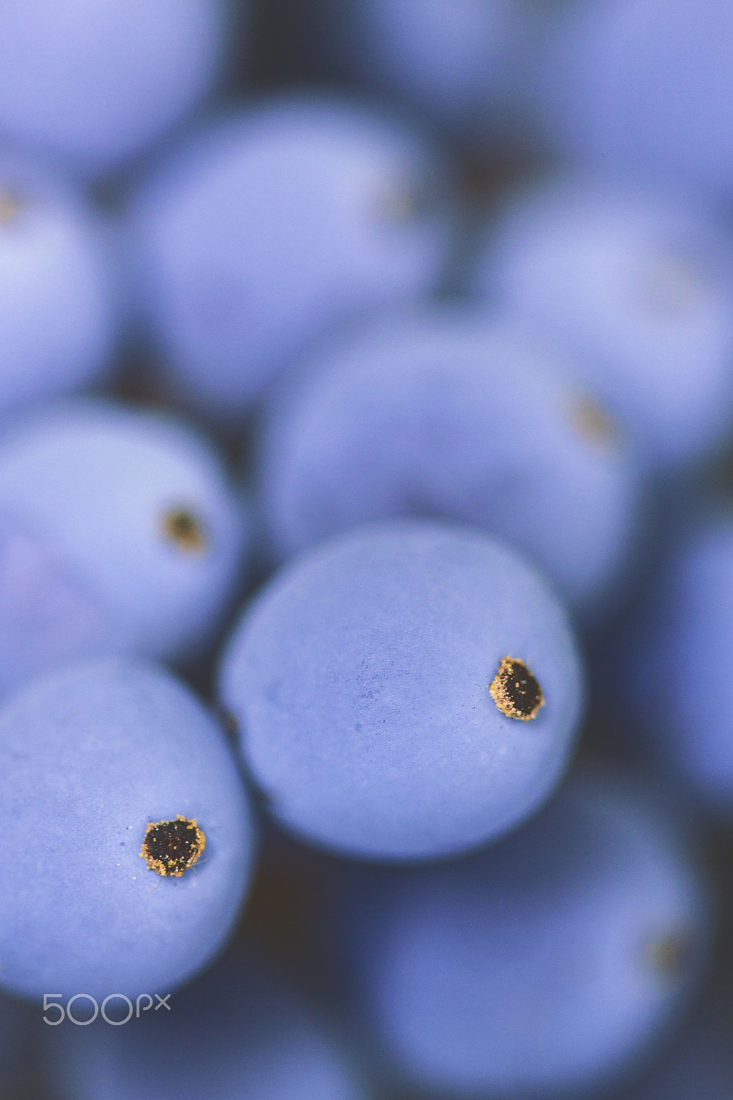 Canon EF-S 60mm F2.8 Macro USM sample photo. Blue berries photography