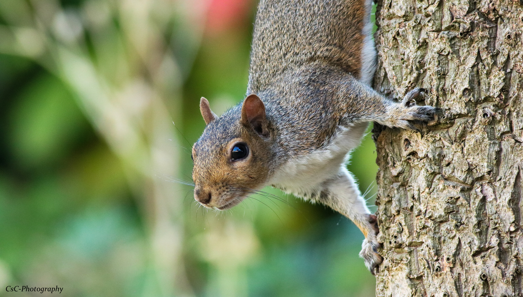 Canon EOS 760D (EOS Rebel T6s / EOS 8000D) + Canon EF 400mm F5.6L USM sample photo. Grey squirrel photography