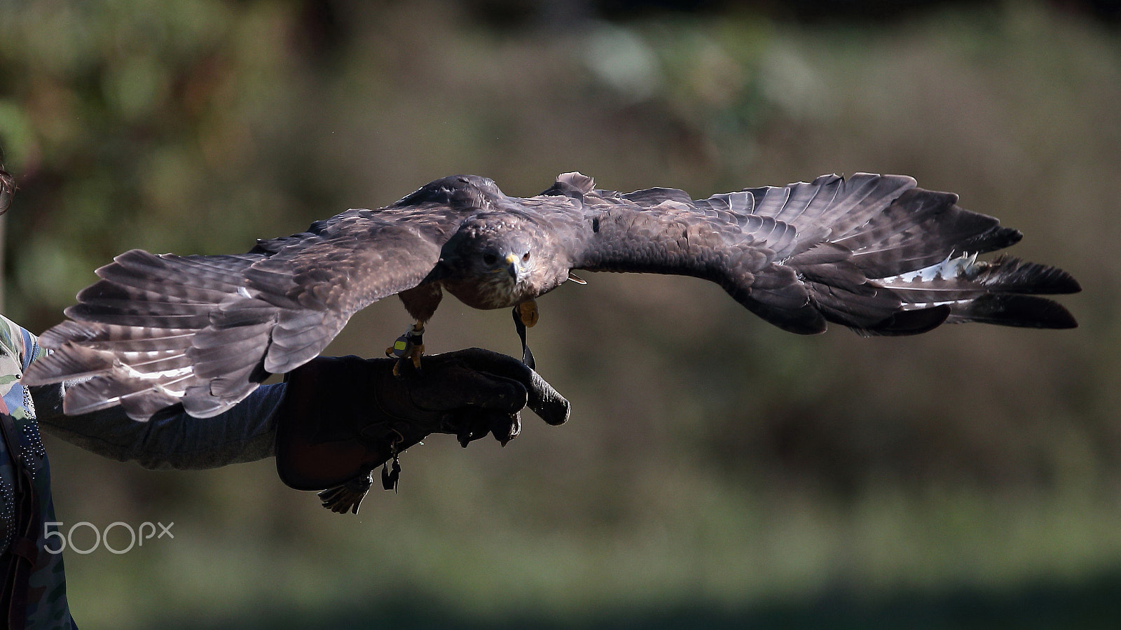 Canon EOS-1D X sample photo. Falconry photography