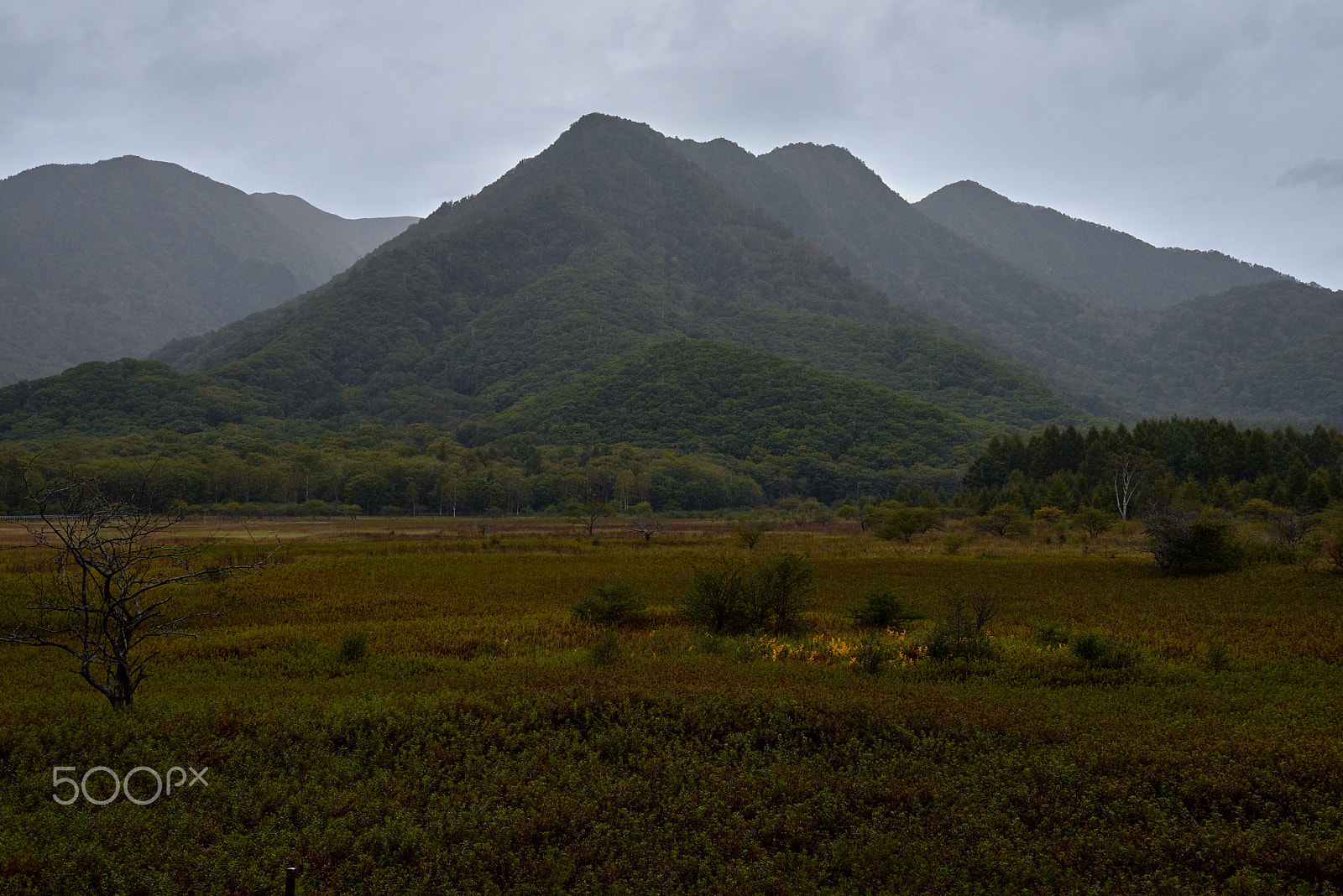 Nikon AF-S Nikkor 24-70mm F2.8G ED sample photo. Rain of wetlands photography