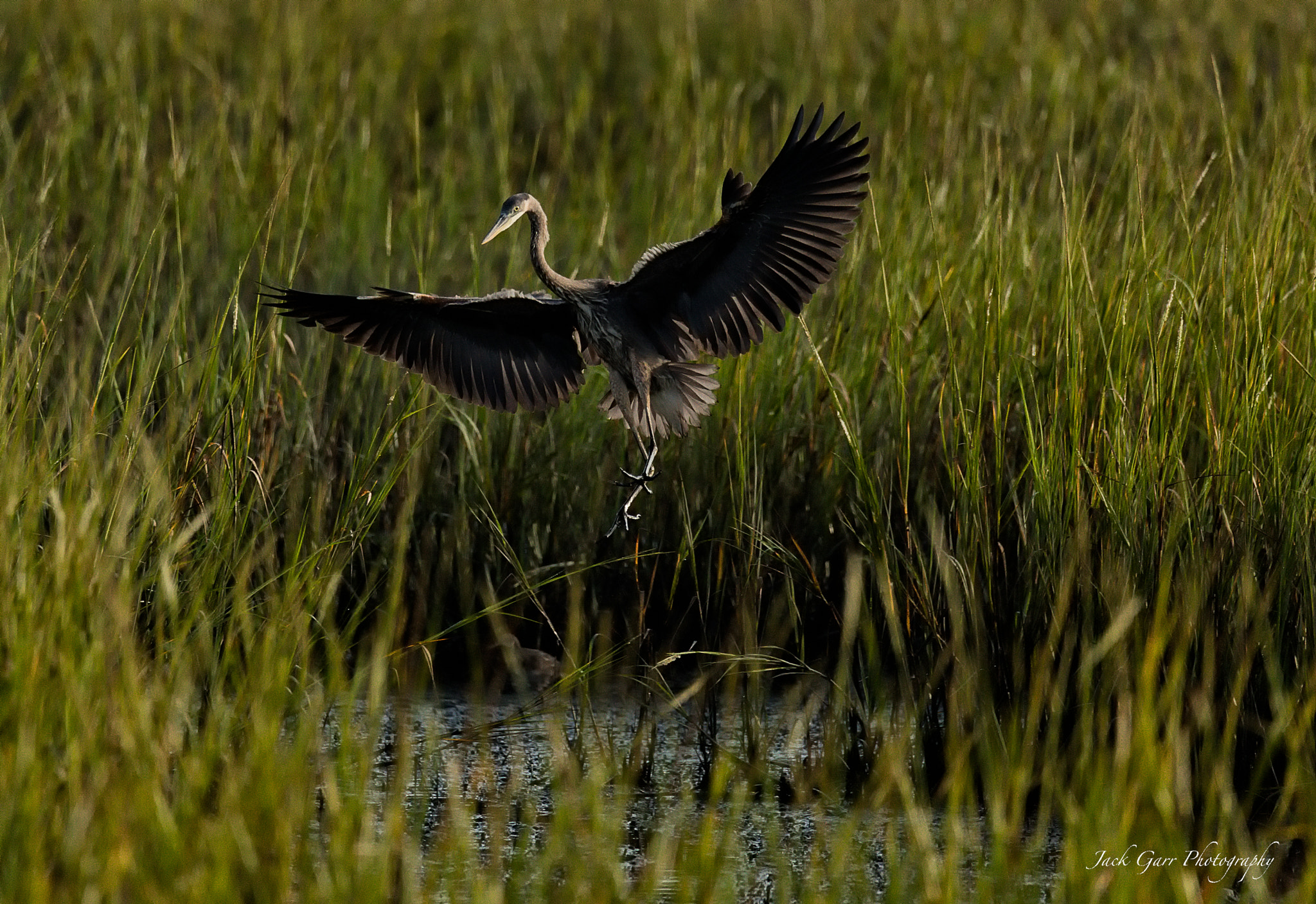 Canon EOS 5DS sample photo. Great blue heron landing in grass lands photography