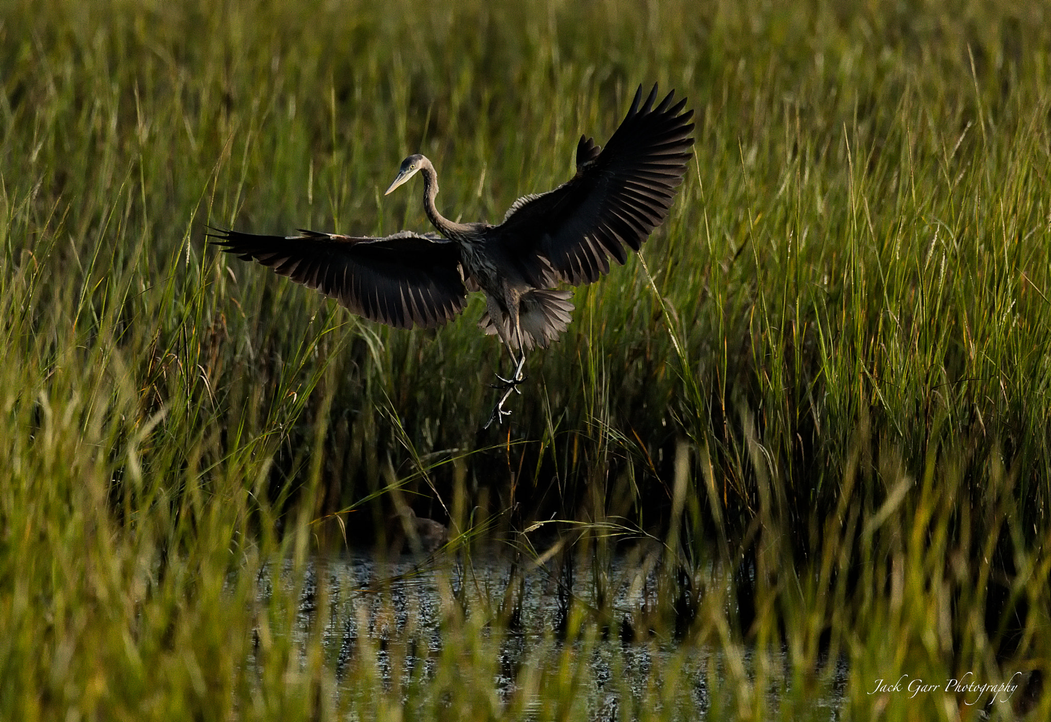 150-600mm F5-6.3 DG OS HSM | Sports 014 sample photo. Great blue heron landing in grass lands photography