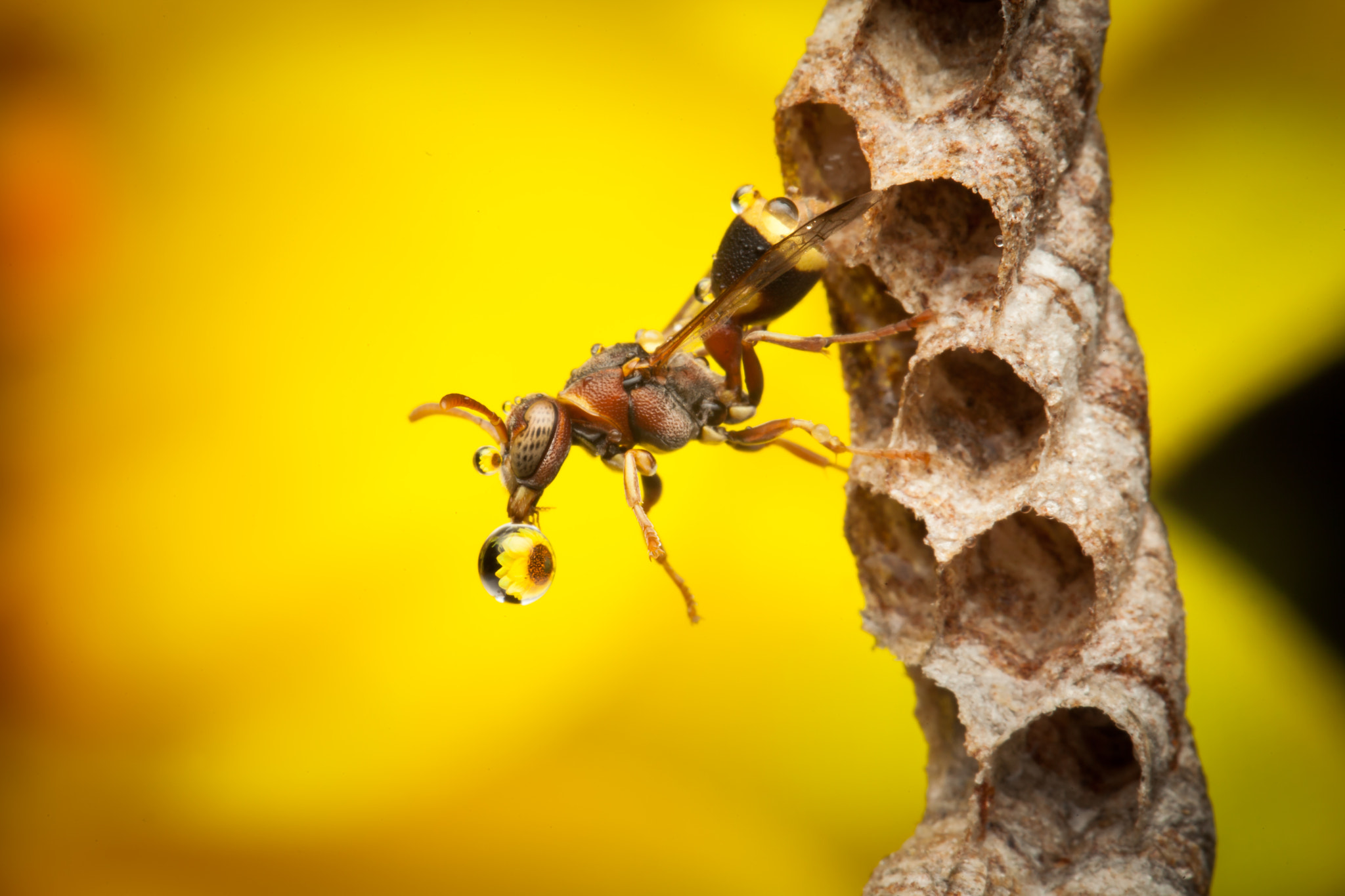 Canon EF 100mm F2.8L Macro IS USM sample photo. Wasp photography