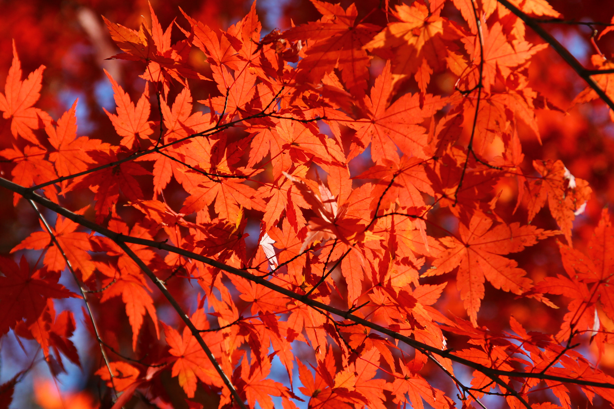Sigma 18-125mm F3.8-5.6 DC OS HSM sample photo. Autumn photography