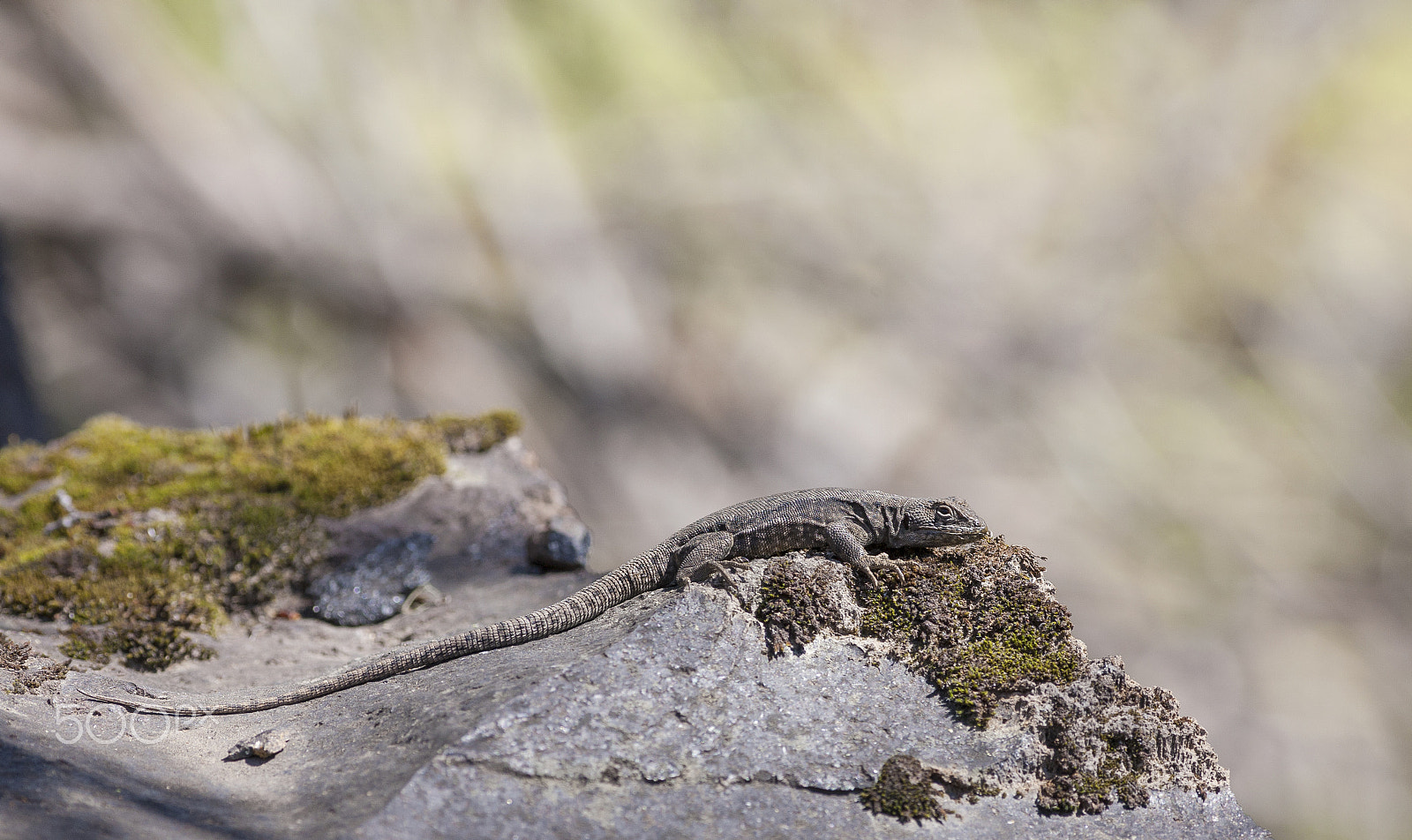 Canon EOS 5D + Canon EF 300mm F4L IS USM sample photo. Lagartija photography