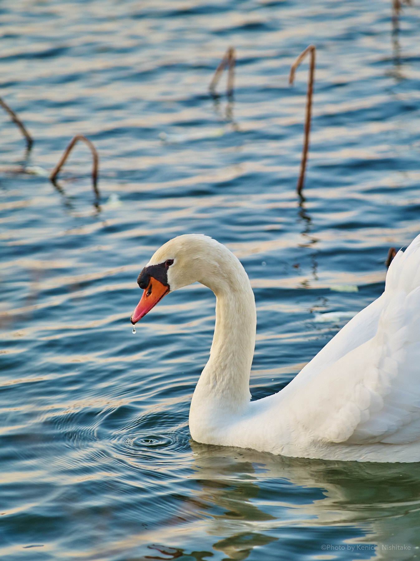 Pentax 645D sample photo. Swan lake photography