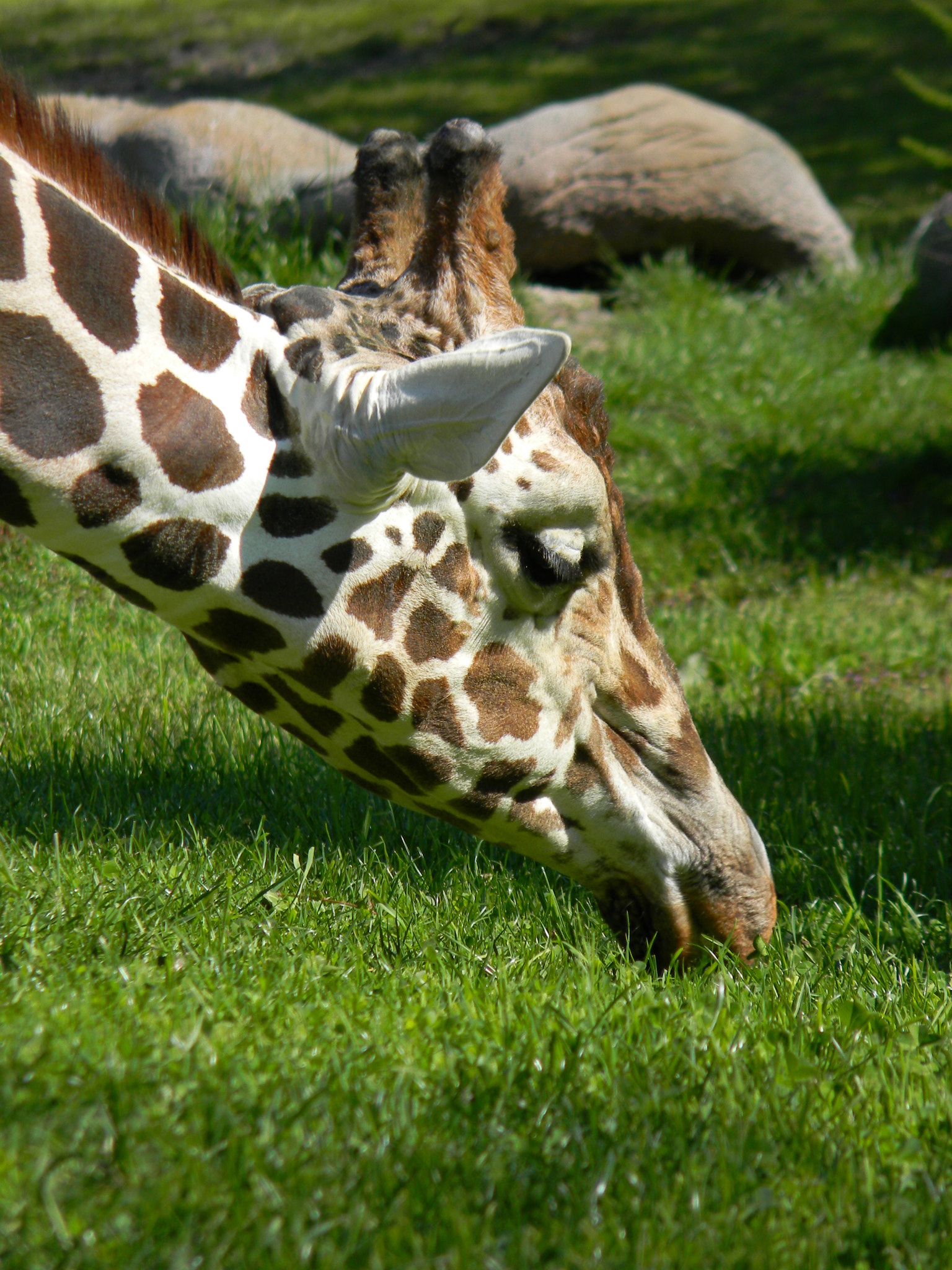 Nikon COOLPIX L105 sample photo. Giraffe photography