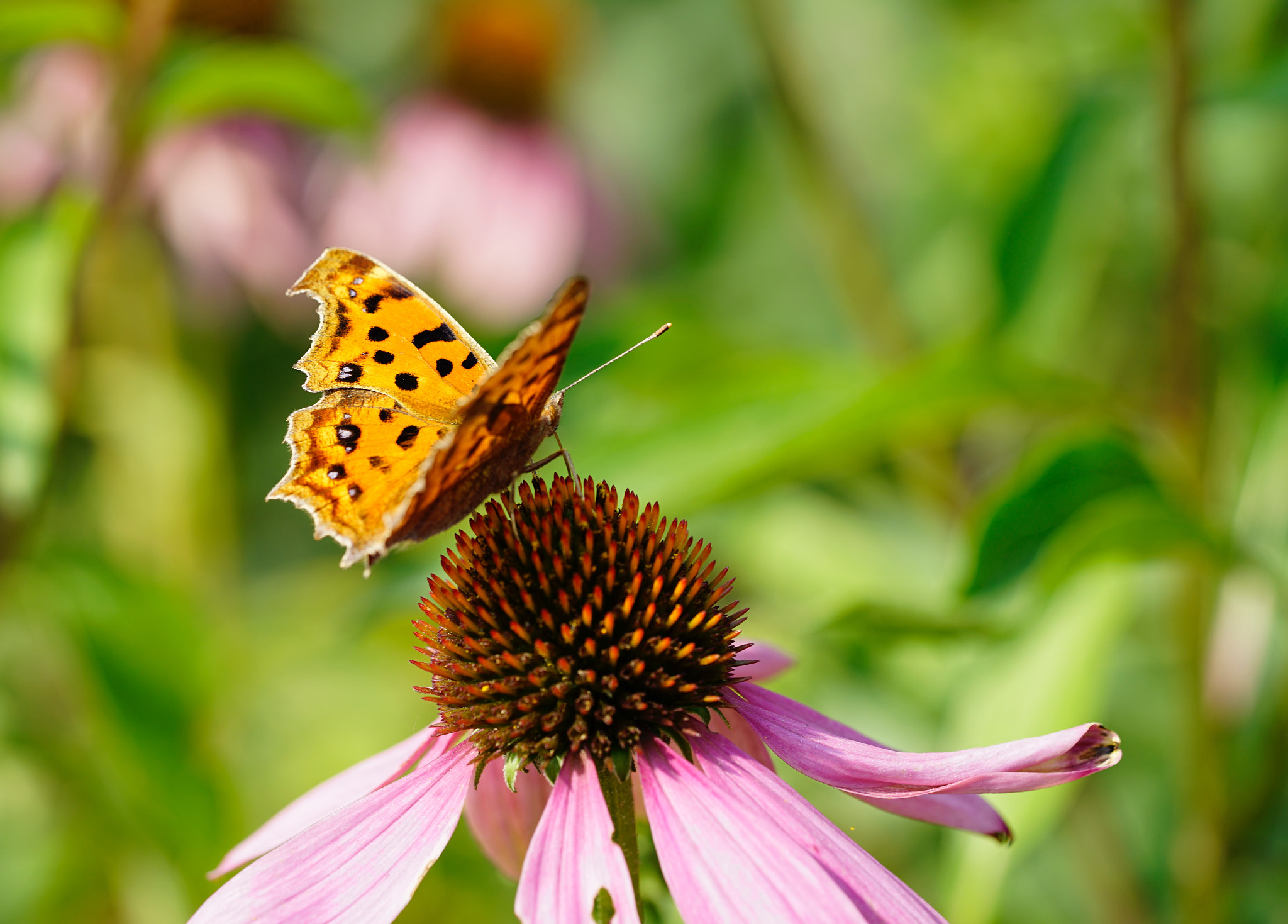 Sony FE 90mm F2.8 Macro G OSS sample photo. 蝶静 photography