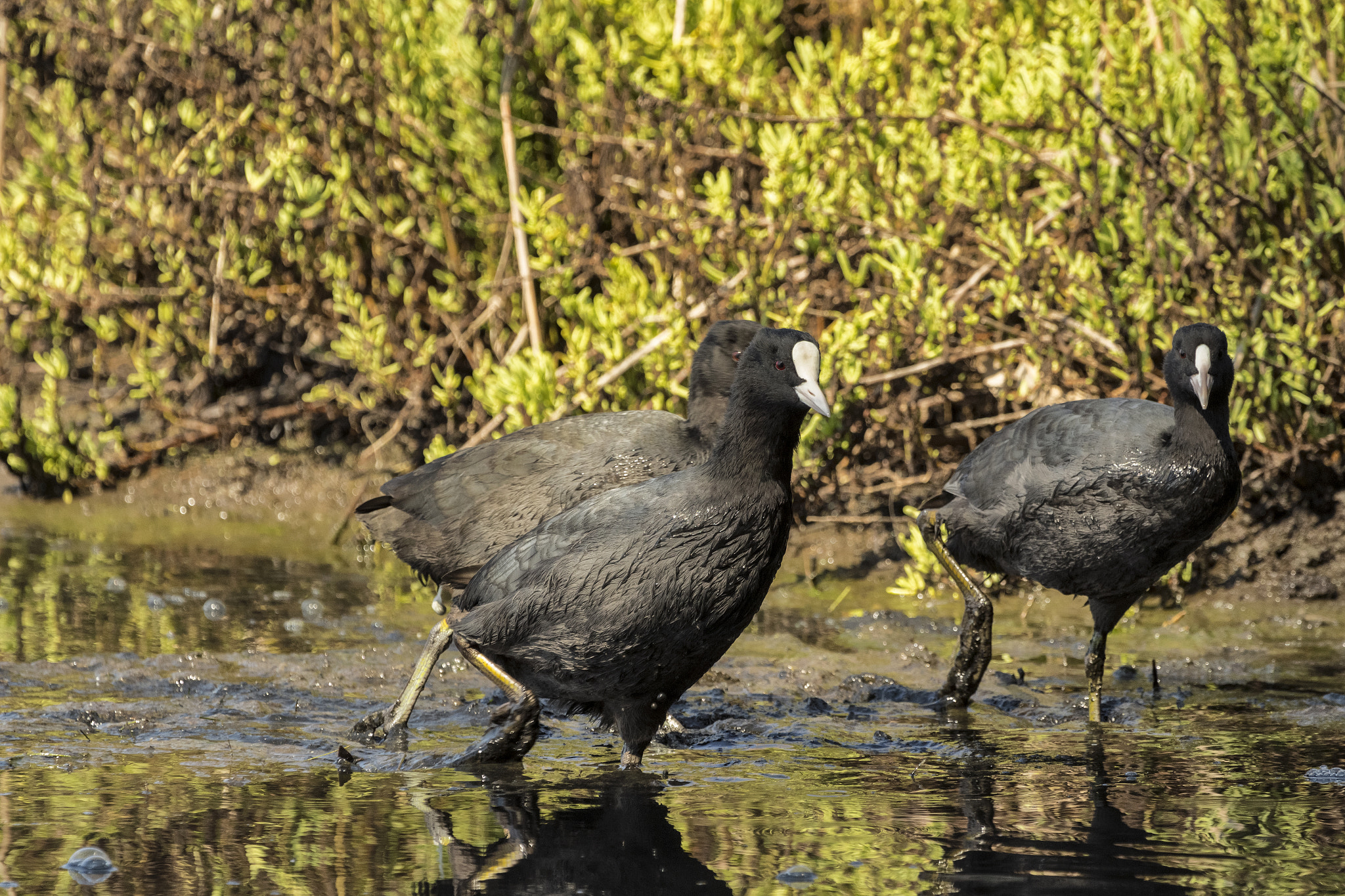 Canon EF 100-400mm F4.5-5.6L IS USM sample photo. Eurasian coot photography