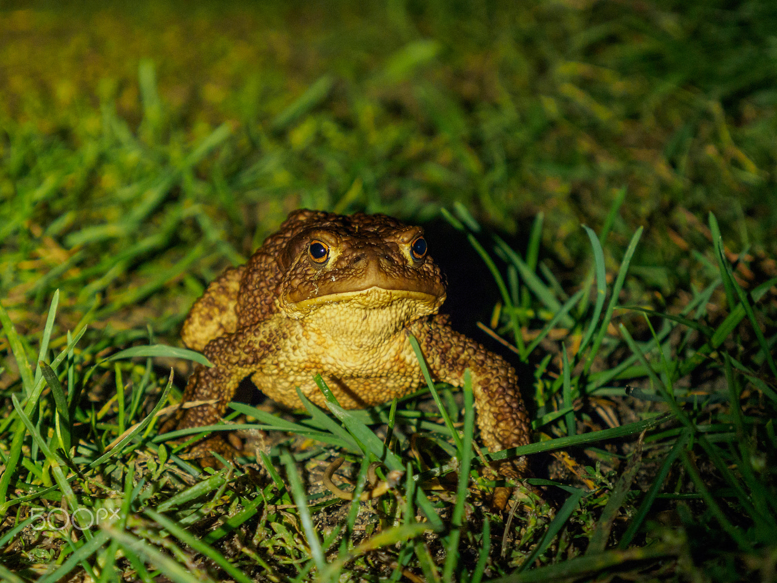 LUMIX G VARIO 14-42/F3.5-5.6 II sample photo. Watching you photography