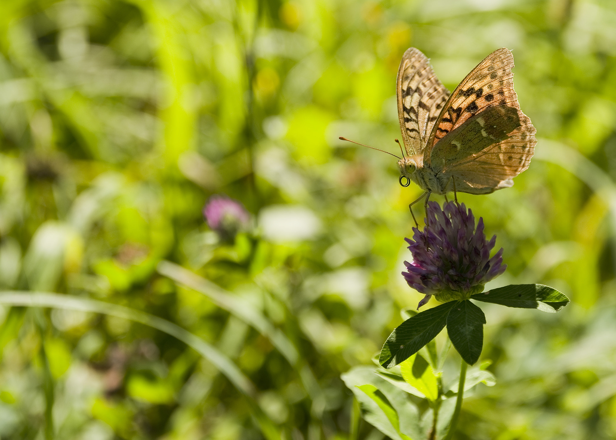 Nikon D7100 + Sigma 105mm F2.8 EX DG Macro sample photo. Argynnis paphia photography