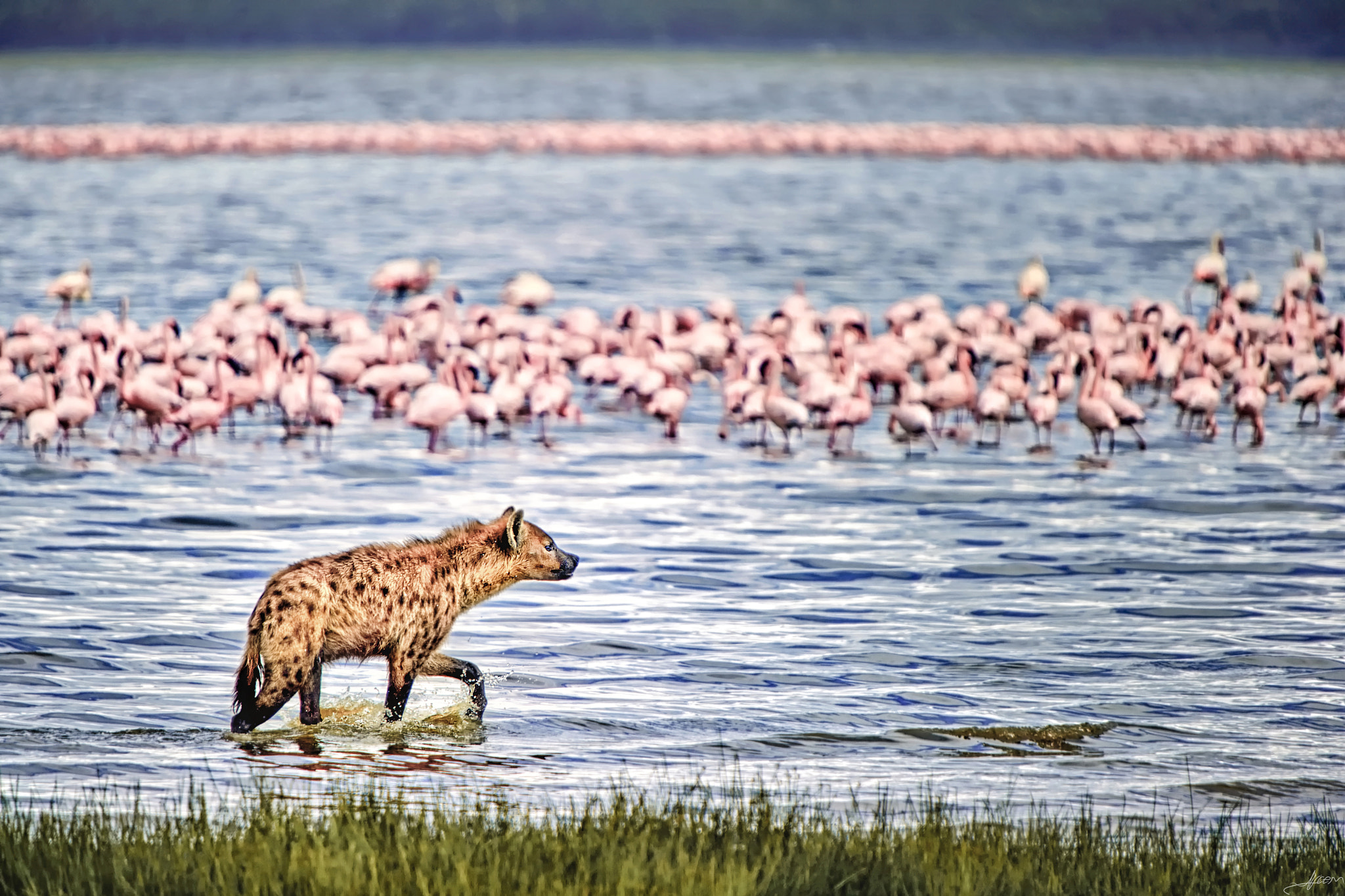 Nikon D3S sample photo. Hyena & flamingos photography