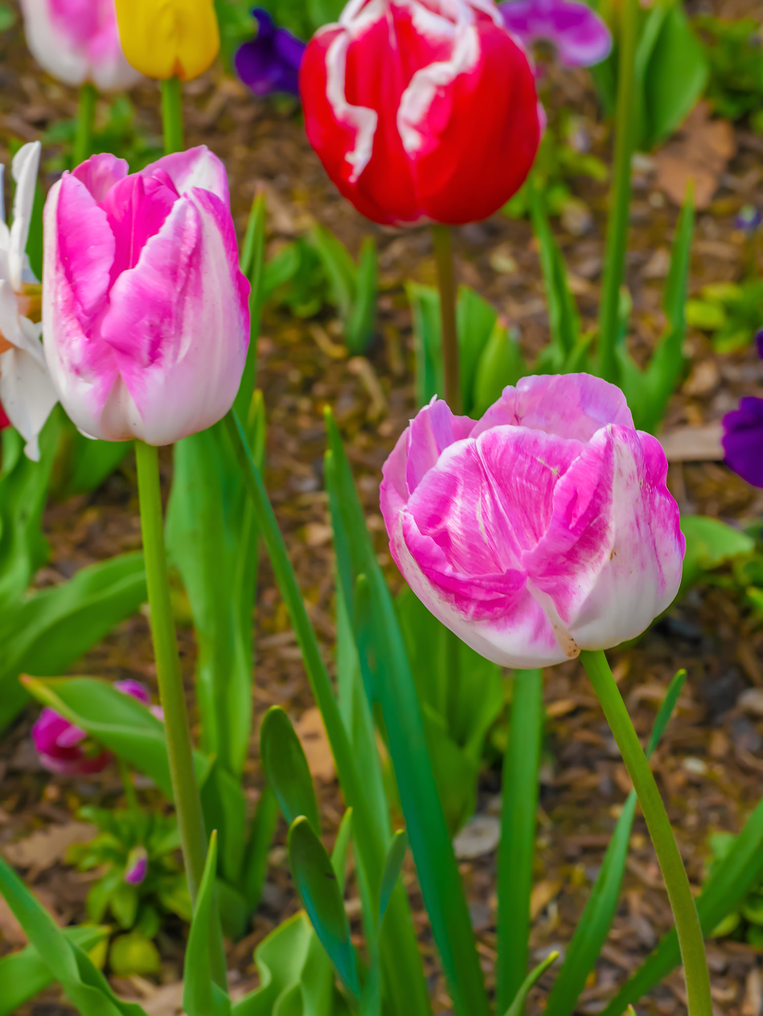 Panasonic DMC-GM1S + Olympus M.Zuiko Digital ED 60mm F2.8 Macro sample photo. Floriade 2016 - commonwealth park, act, canberra photography