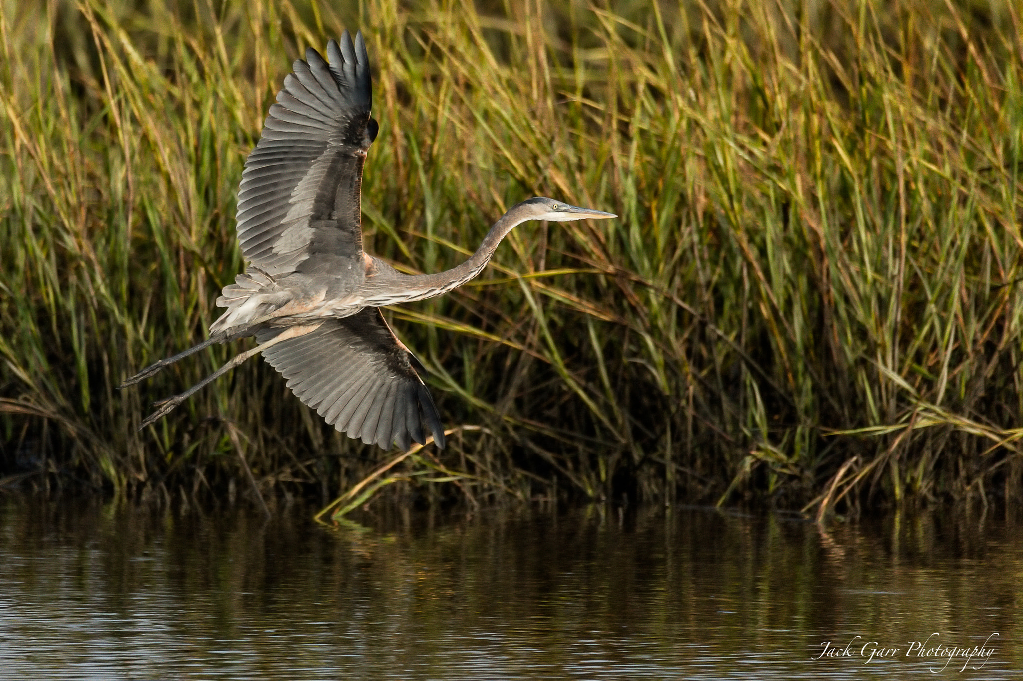 Canon EOS 5DS sample photo. Great blue heron flying through grass lands photography