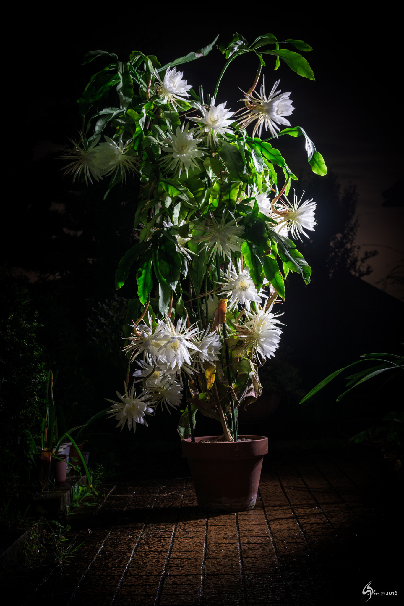 Nikon D610 + Nikon AF-S Nikkor 58mm F1.4G sample photo. 月下美人 photography