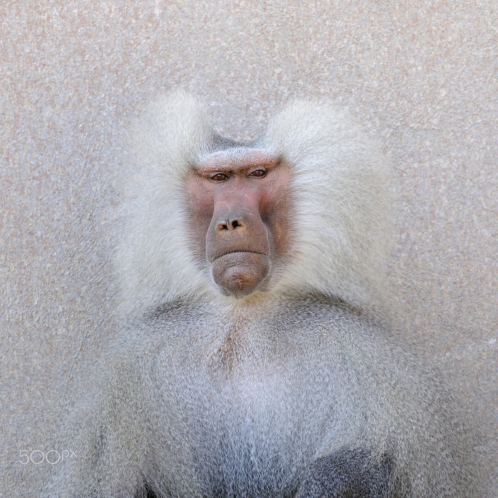 Nikon D300S + Nikon AF-S Nikkor 200-400mm F4G ED-IF VR sample photo. Baboon photography