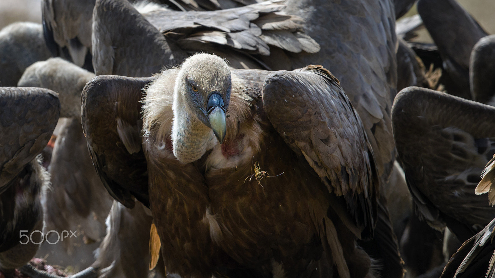 Canon EF 500mm F4L IS II USM sample photo. The griffon photography