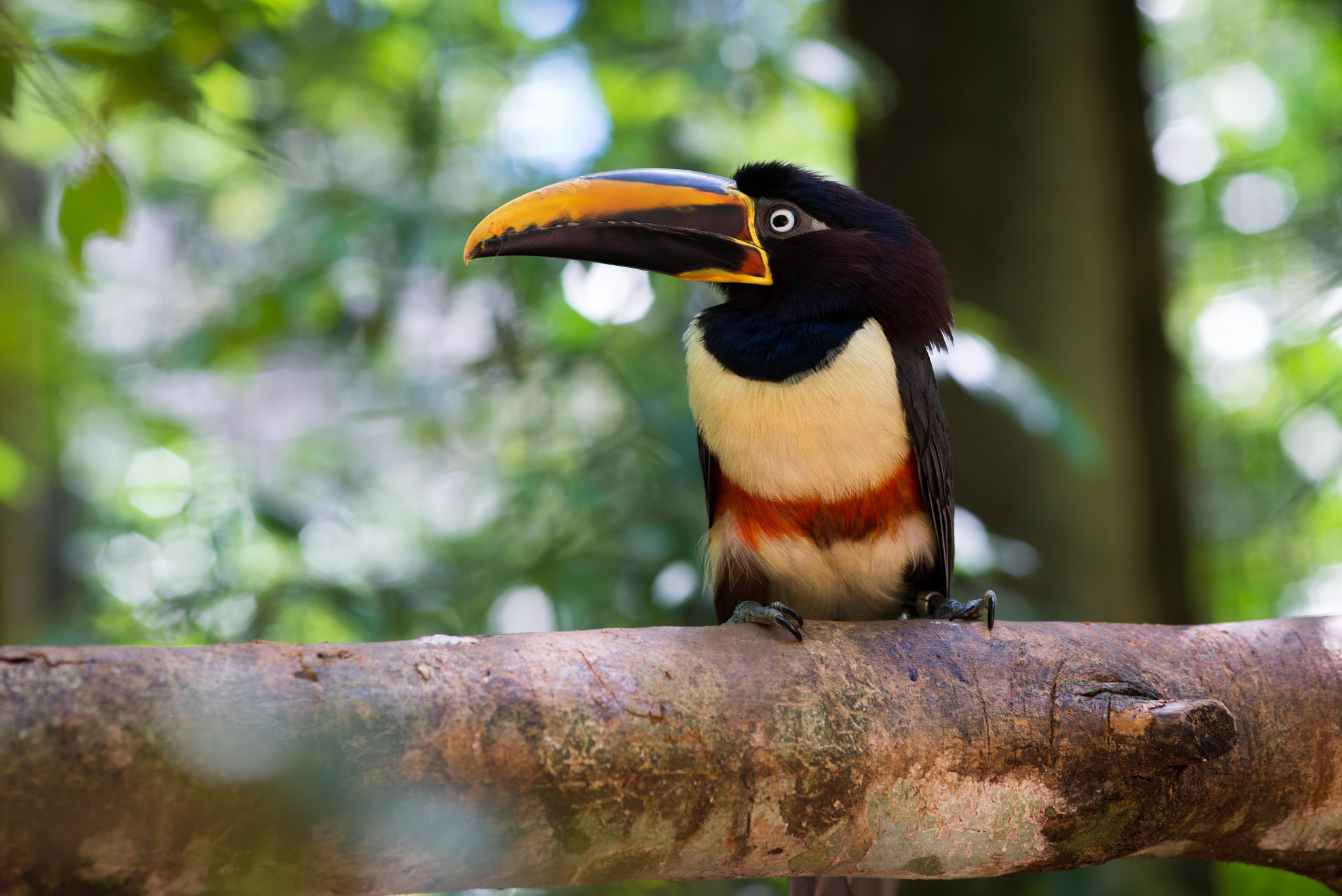Sigma 105mm F2.8 EX DG Macro sample photo. Toucan photography