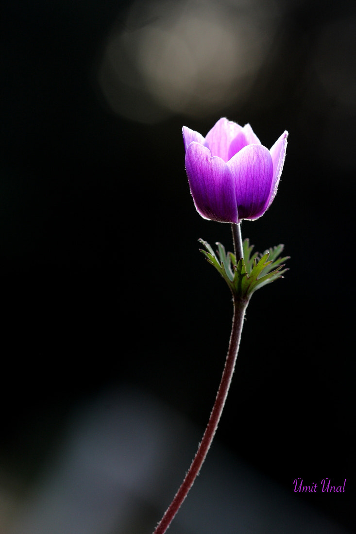 Canon EOS 40D + Canon EF 100mm F2.8 Macro USM sample photo. Anemone photography