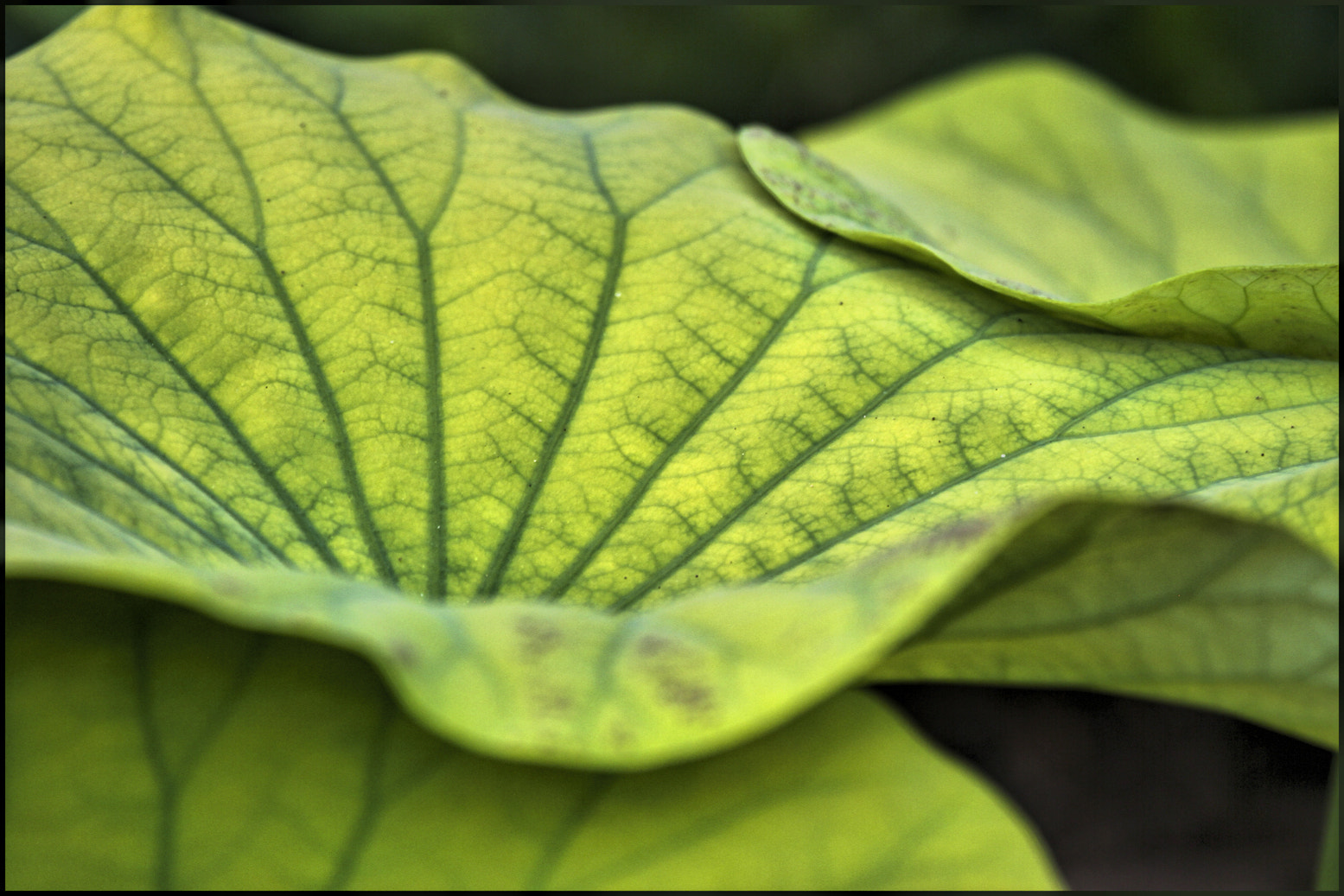 Canon EOS 7D sample photo. Turning over a new leaf photography