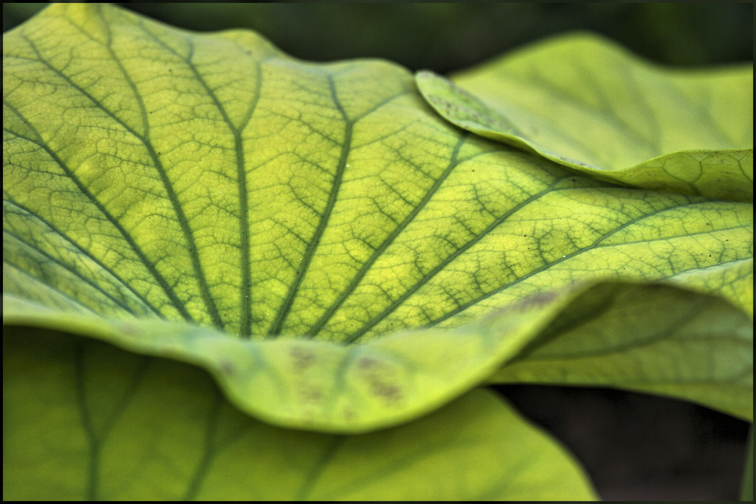Canon EF 100-400mm F4.5-5.6L IS USM sample photo. Turning over a new leaf photography