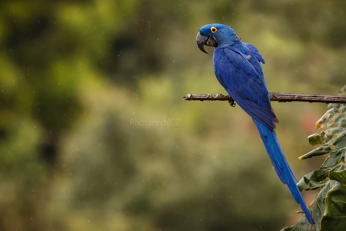 Canon EF 300mm F2.8L IS II USM sample photo. Blue photography