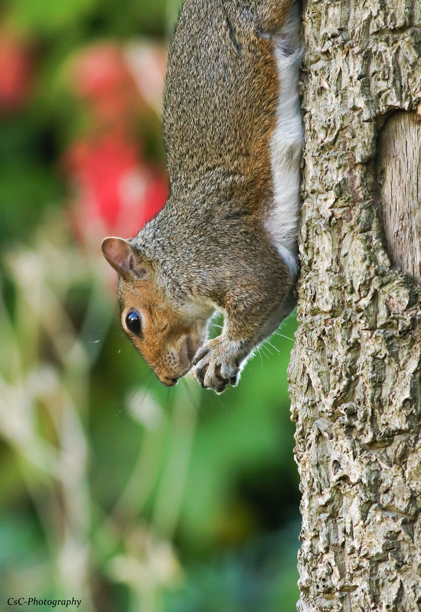 Canon EOS 760D (EOS Rebel T6s / EOS 8000D) + Canon EF 400mm F5.6L USM sample photo. Grey squirrel photography