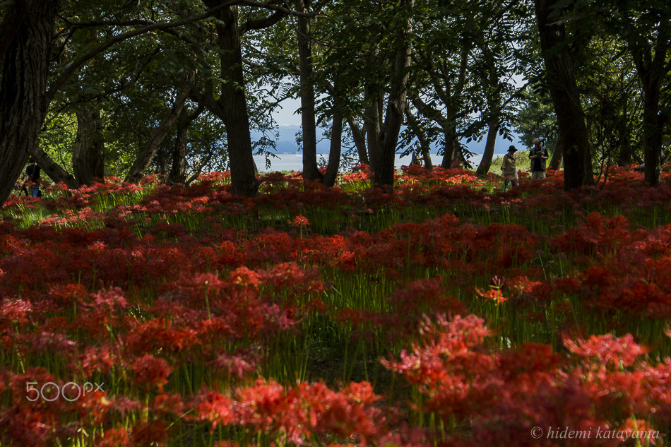 Sony DT 18-70mm F3.5-5.6 sample photo. Red flower garden photography