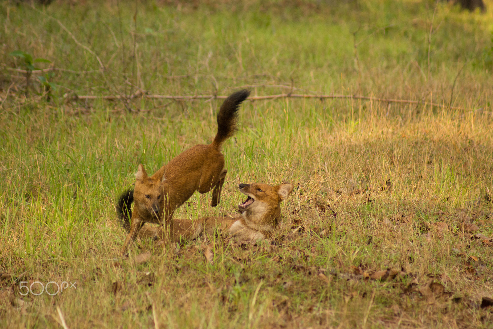 Sony 75-300mm F4.5-5.6 sample photo. Jumping jack photography