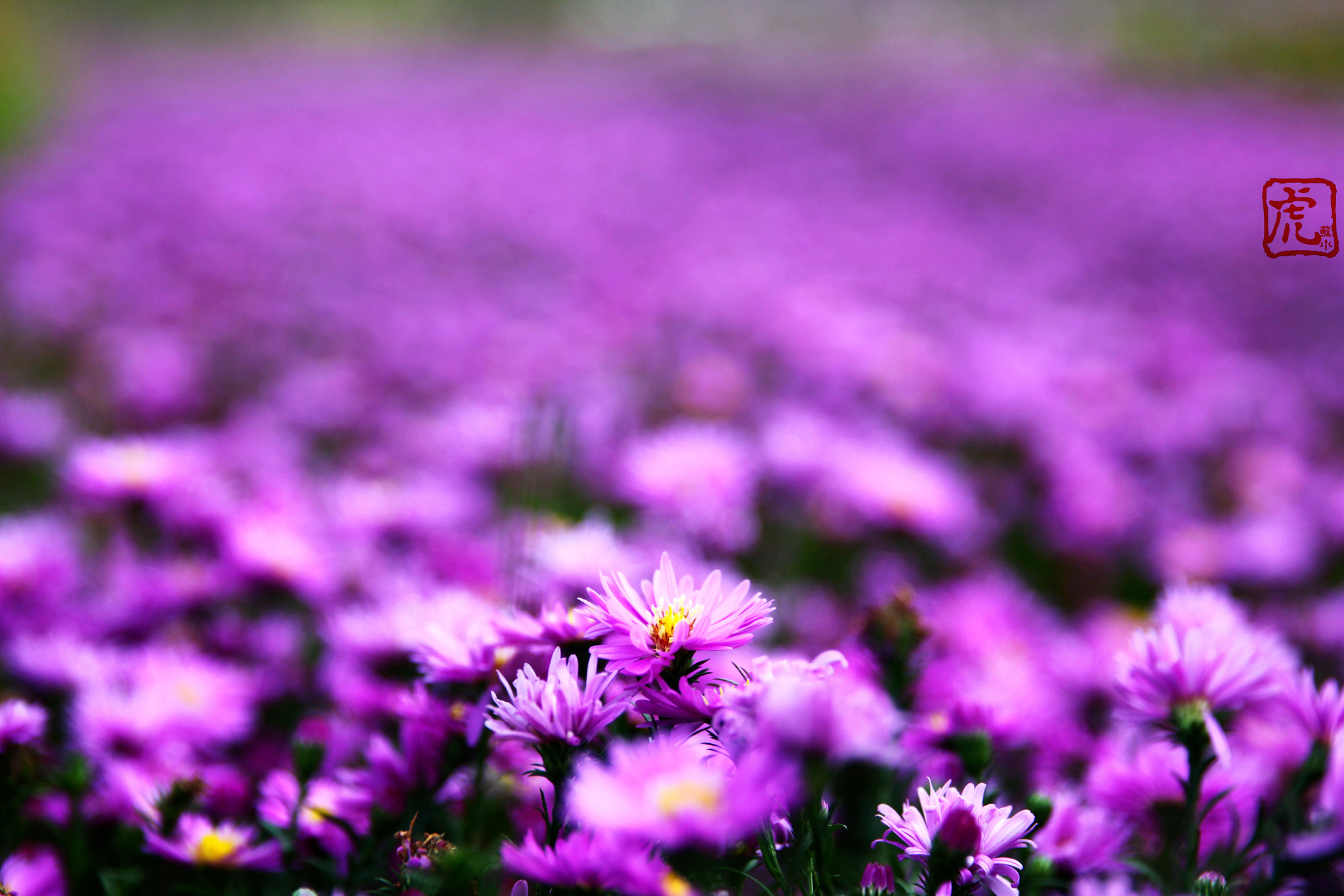 Canon EF 24-70mm F2.8L II USM sample photo