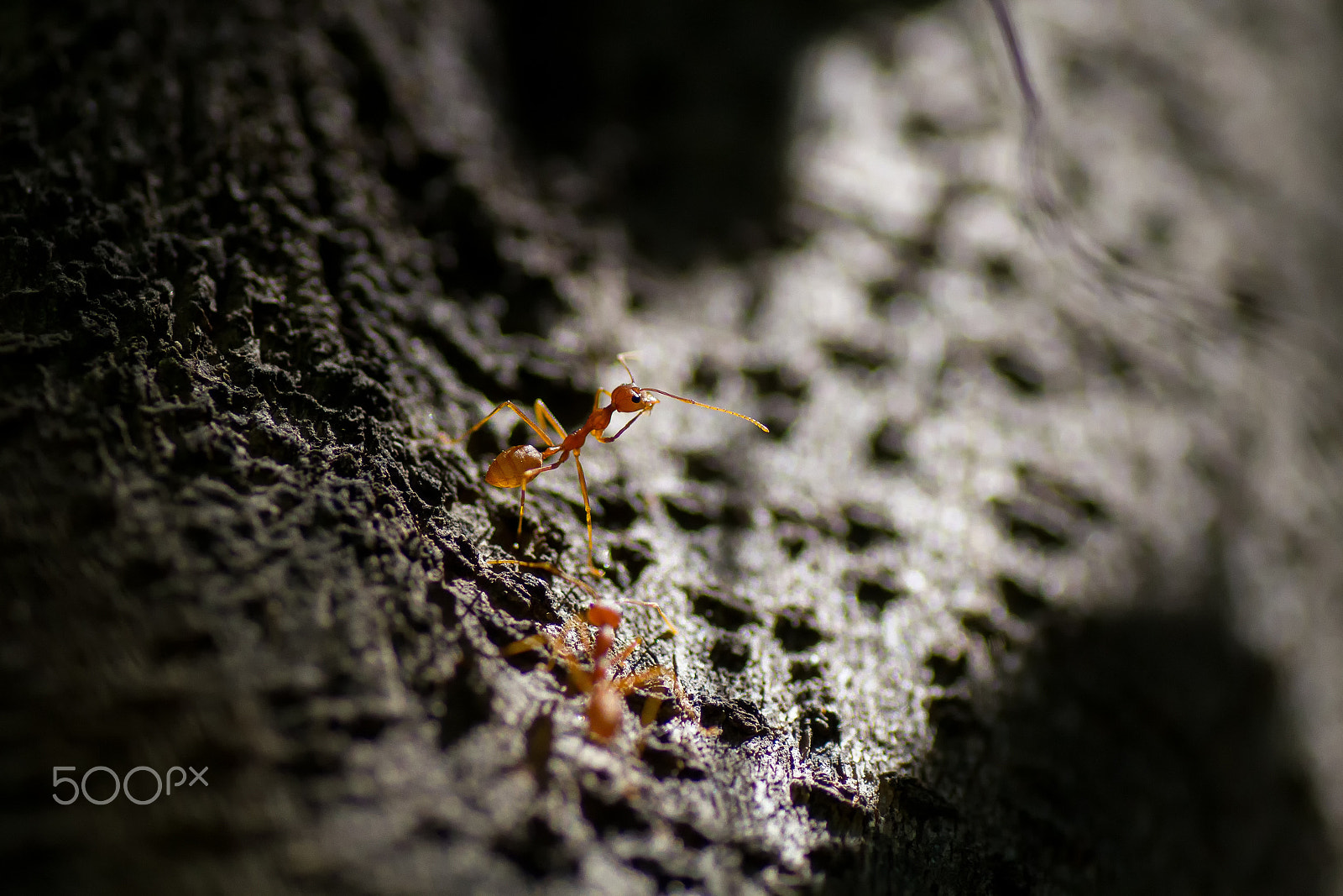 Canon EOS 7D + Tamron SP AF 90mm F2.8 Di Macro sample photo. Weaver ants photography