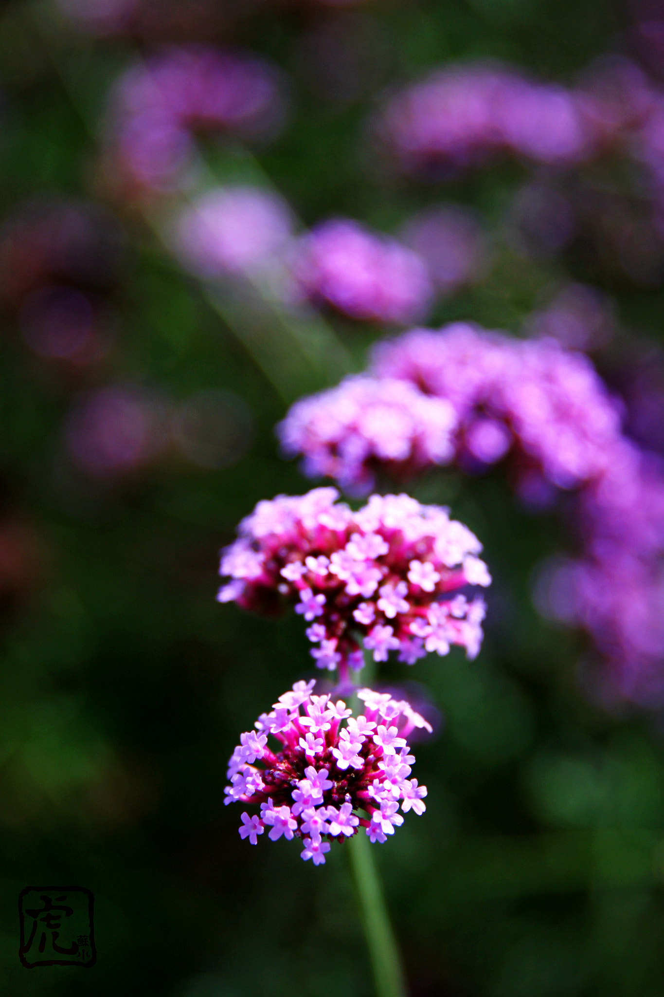 Canon EF 24-70mm F2.8L II USM sample photo
