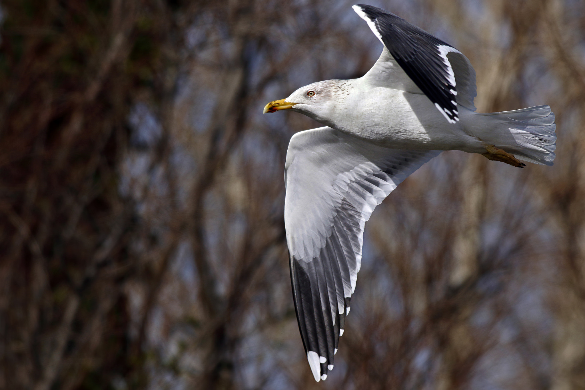 Canon EOS 7D Mark II + Canon EF 500mm f/4.5L sample photo. Black backed gull photography