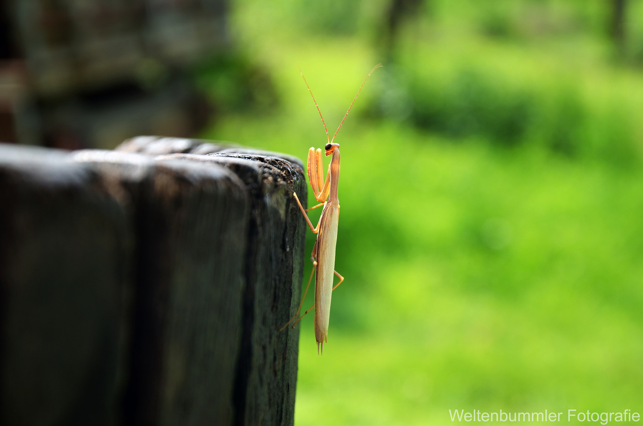 Nikon D5100 + Nikon AF Nikkor 105mm F2D DC sample photo. Mantis on a wine barrel photography