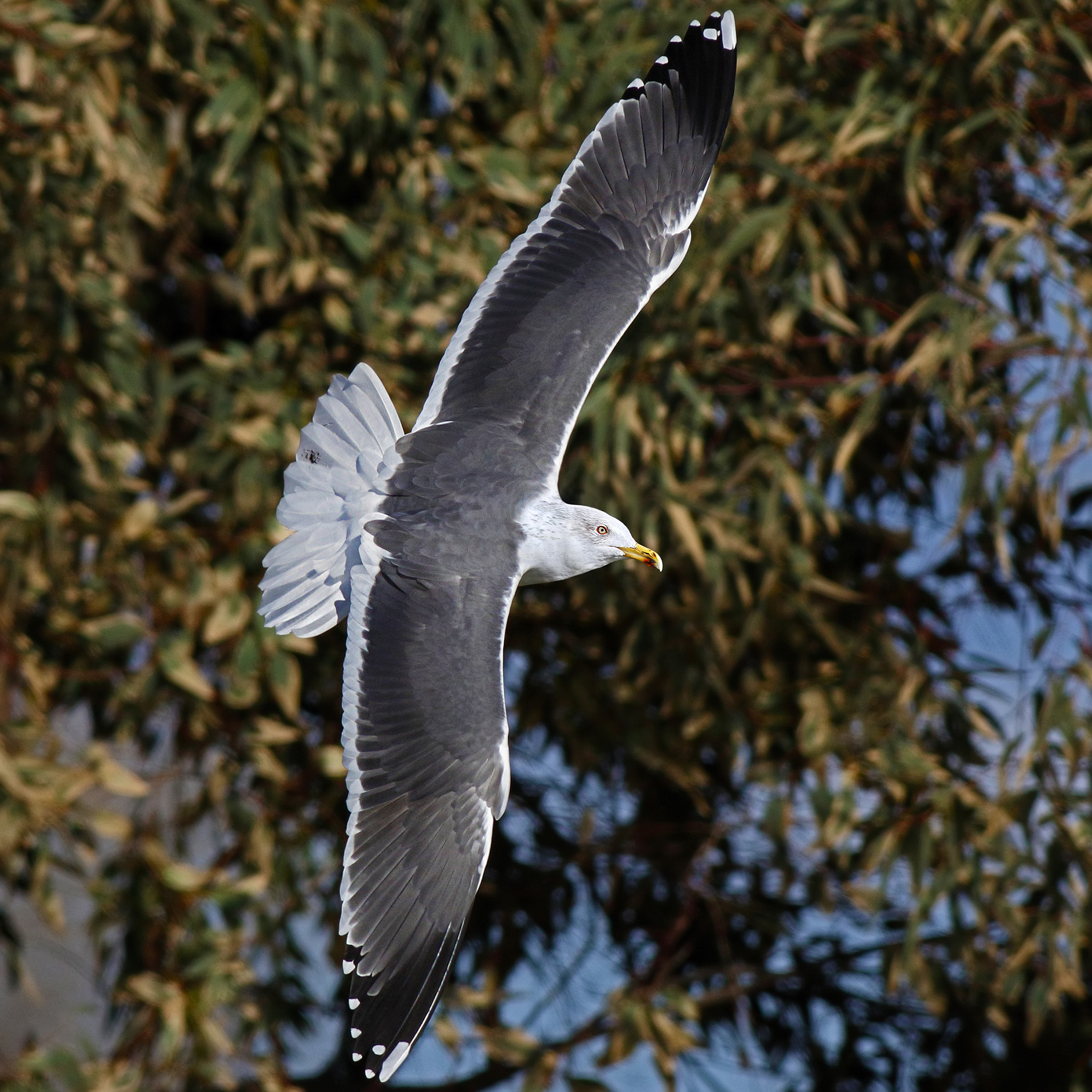 Canon EOS 7D Mark II sample photo. Black backed gull photography