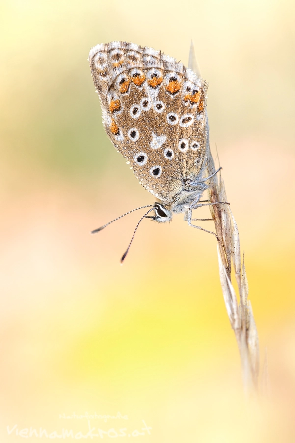 Sigma APO Macro 150mm f/2.8 EX DG HSM sample photo. Silbergrüner bläuling photography